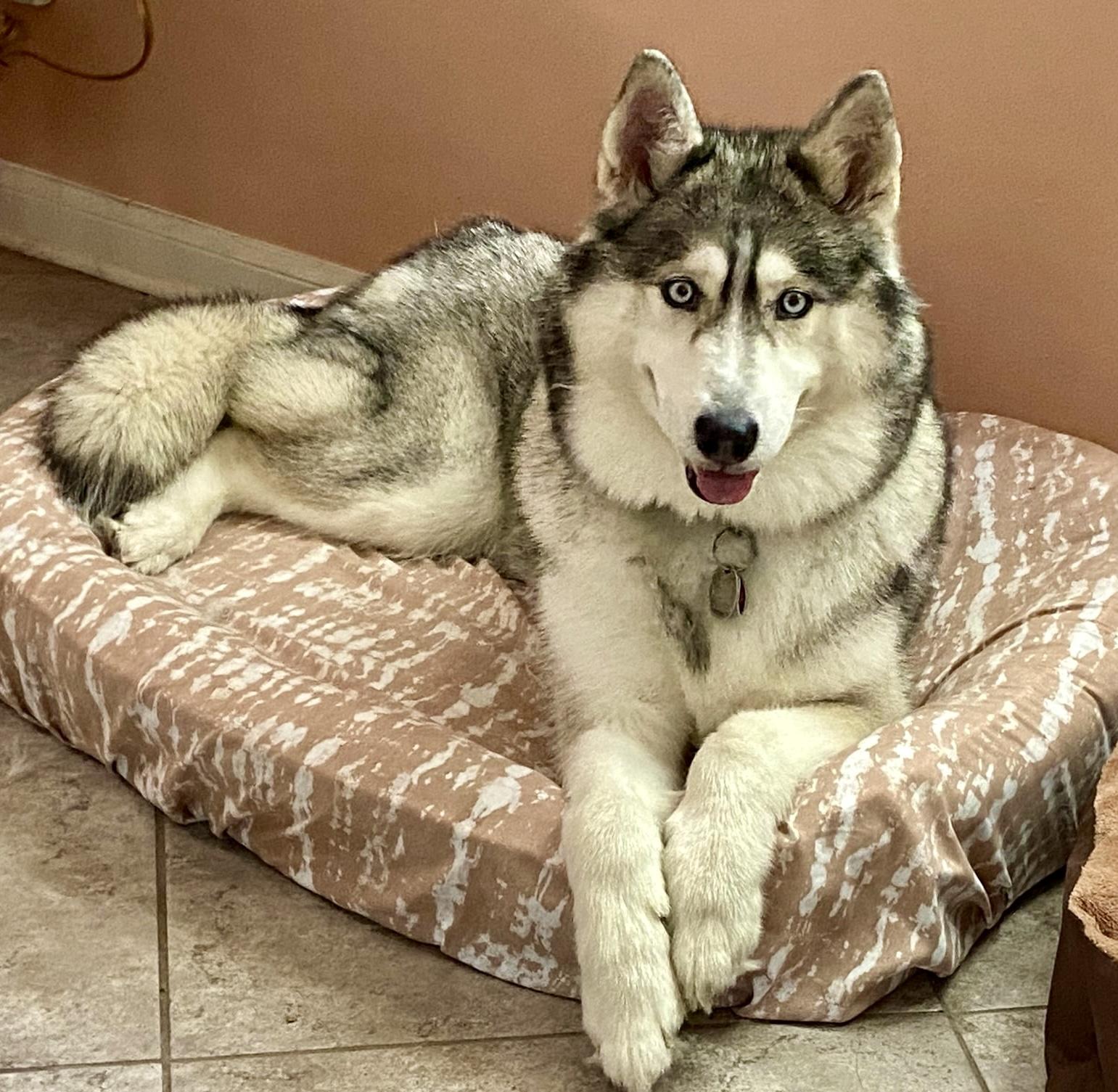 Enlarge Foxy, a Adopted Siberian Husky in Mobile, AL image 4/5