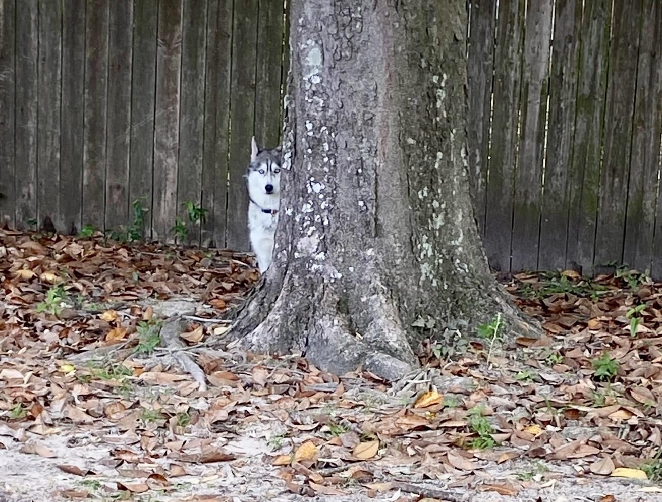 Enlarge Foxy, a Adopted Siberian Husky in Mobile, AL image 5/5