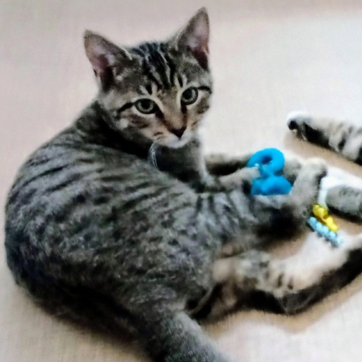 Kirklin (PW), Adoptable, Kitten Male Domestic Short Hair.