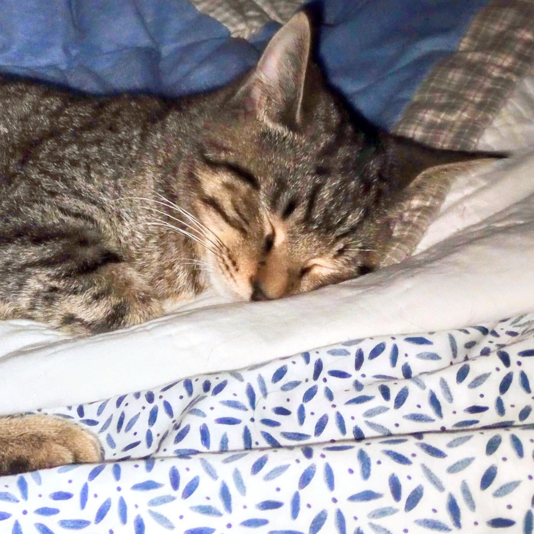 Kirklin (PW), a Adoptable Domestic Short Hair in Huddleston, VA image 5/5