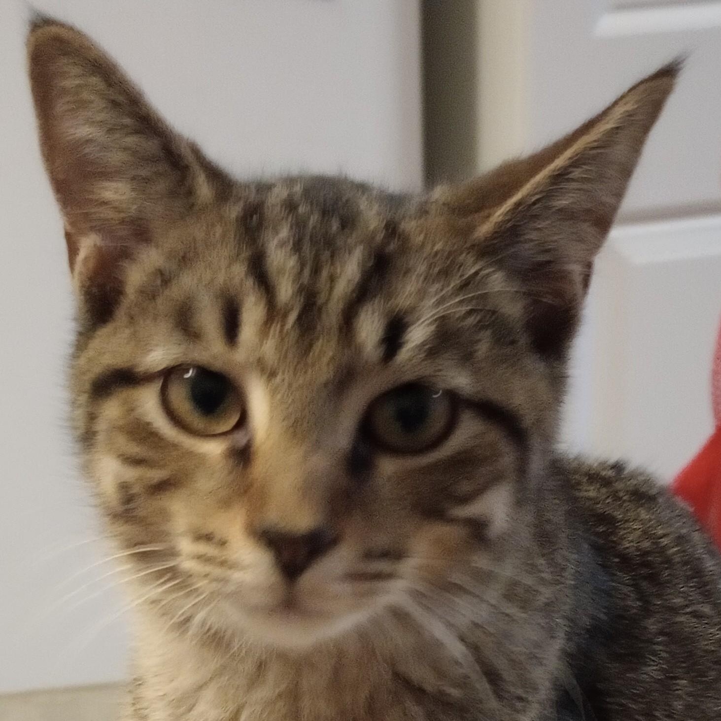 Kirklin (PW), a Adoptable Domestic Short Hair in Huddleston, VA image 2/5