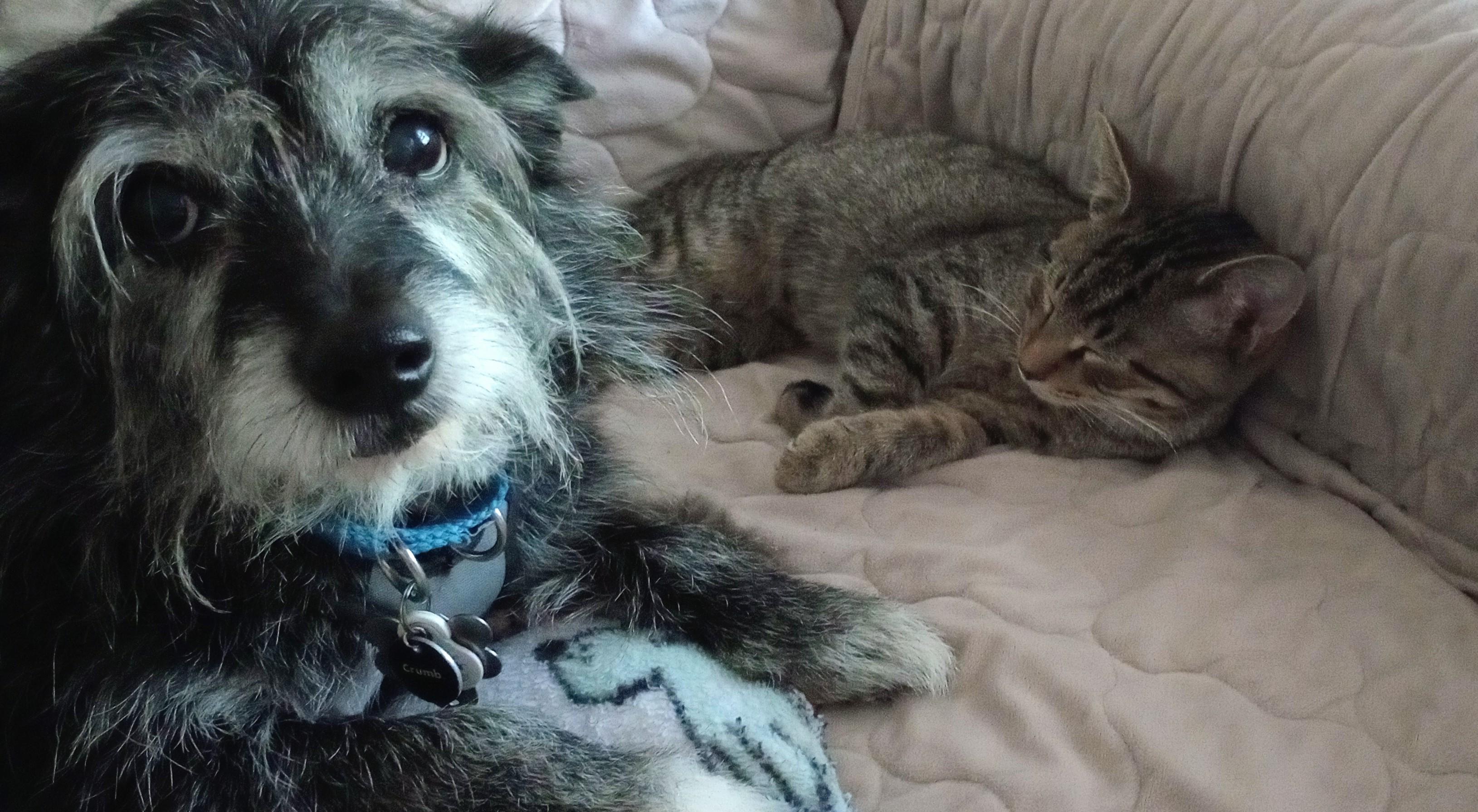 Kirklin (PW), a Adoptable Domestic Short Hair in Huddleston, VA image 3/5