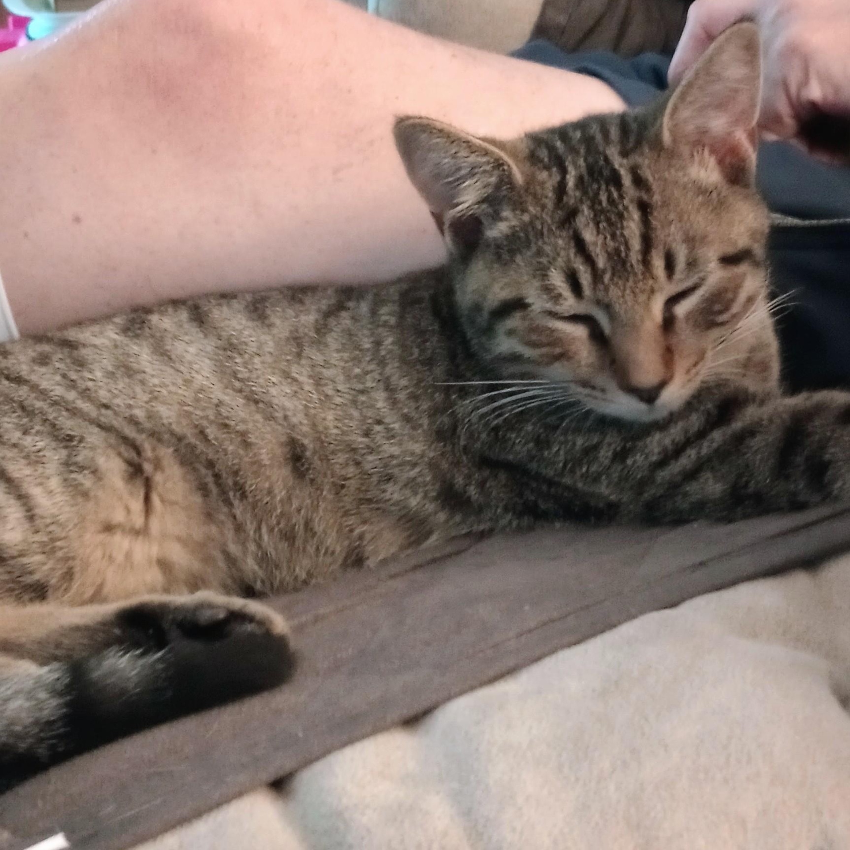 Kirklin (PW), a Adoptable Domestic Short Hair in Huddleston, VA image 4/5