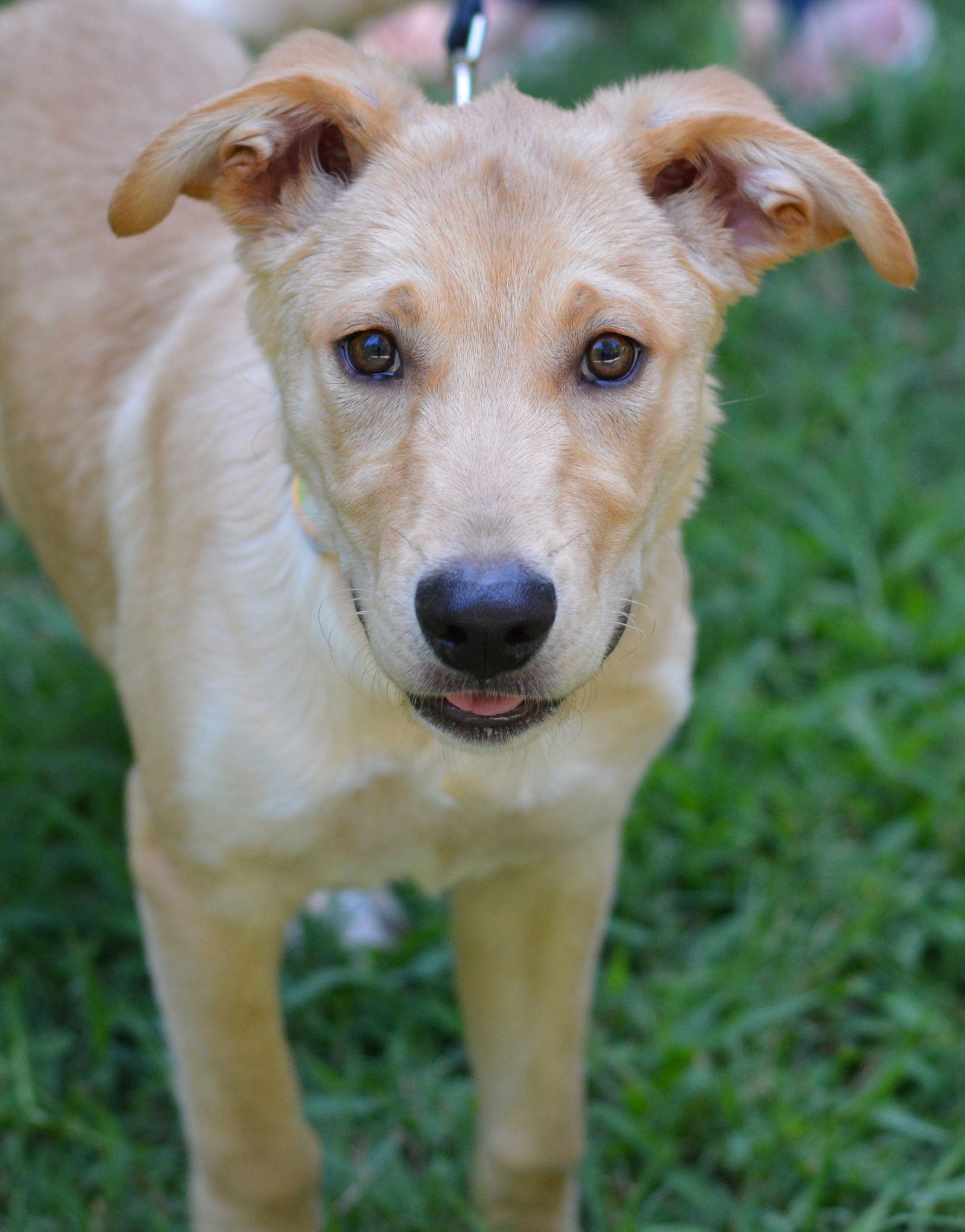 Enlarge Tucker, a Adoptable mixed breed in Montgomery, TX image 1/3
