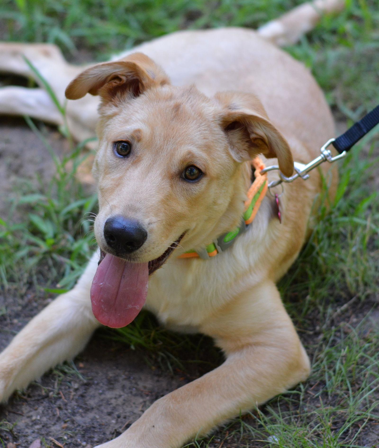 Enlarge Tucker, a Adoptable mixed breed in Montgomery, TX image 2/3