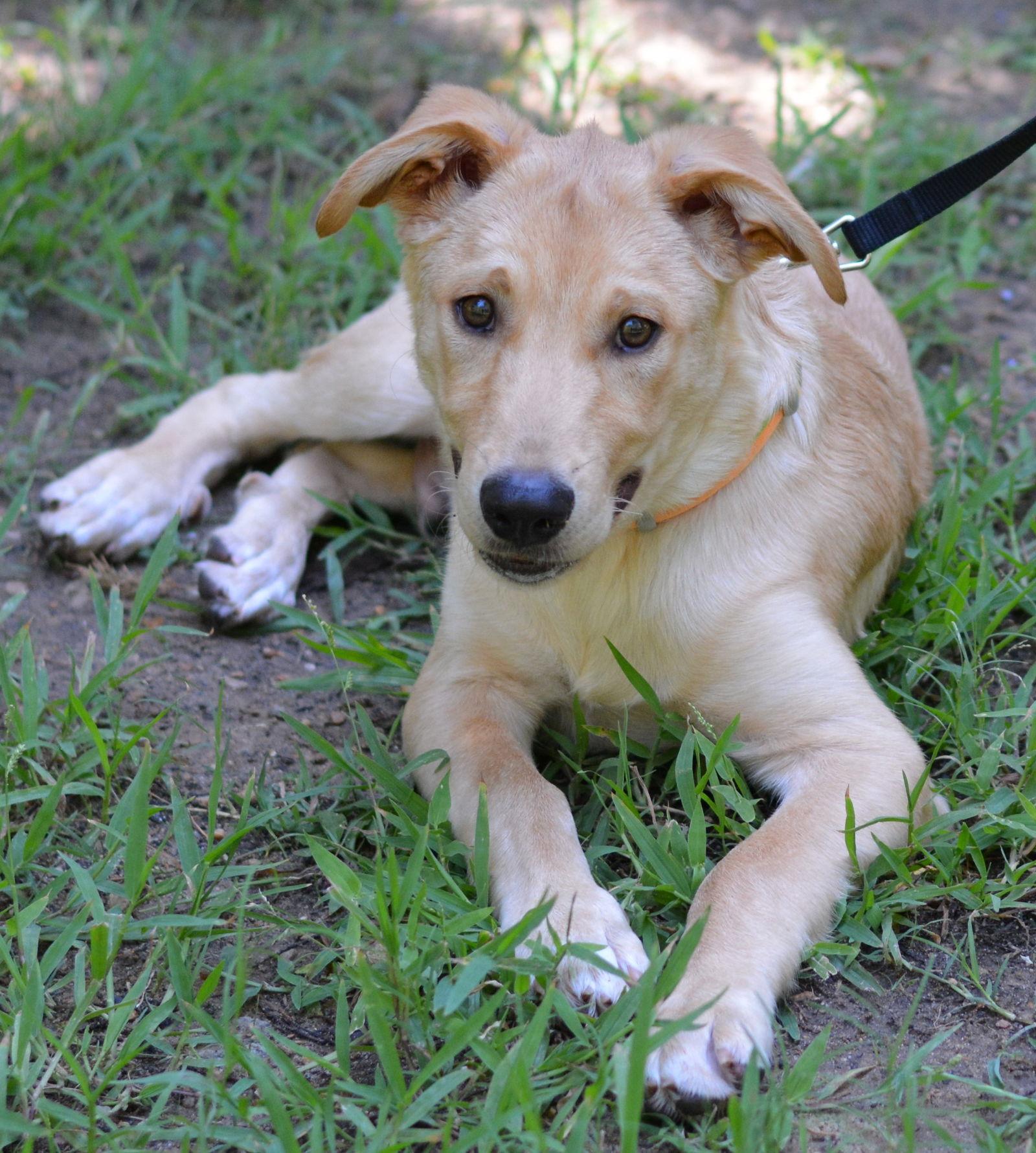 Enlarge Tucker, a Adoptable mixed breed in Montgomery, TX image 3/3