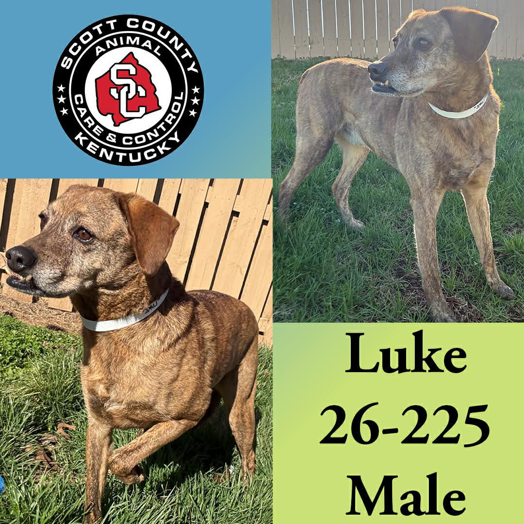 Enlarge Luke, a Adoptable Mountain Cur in Georgetown, KY image 1/1