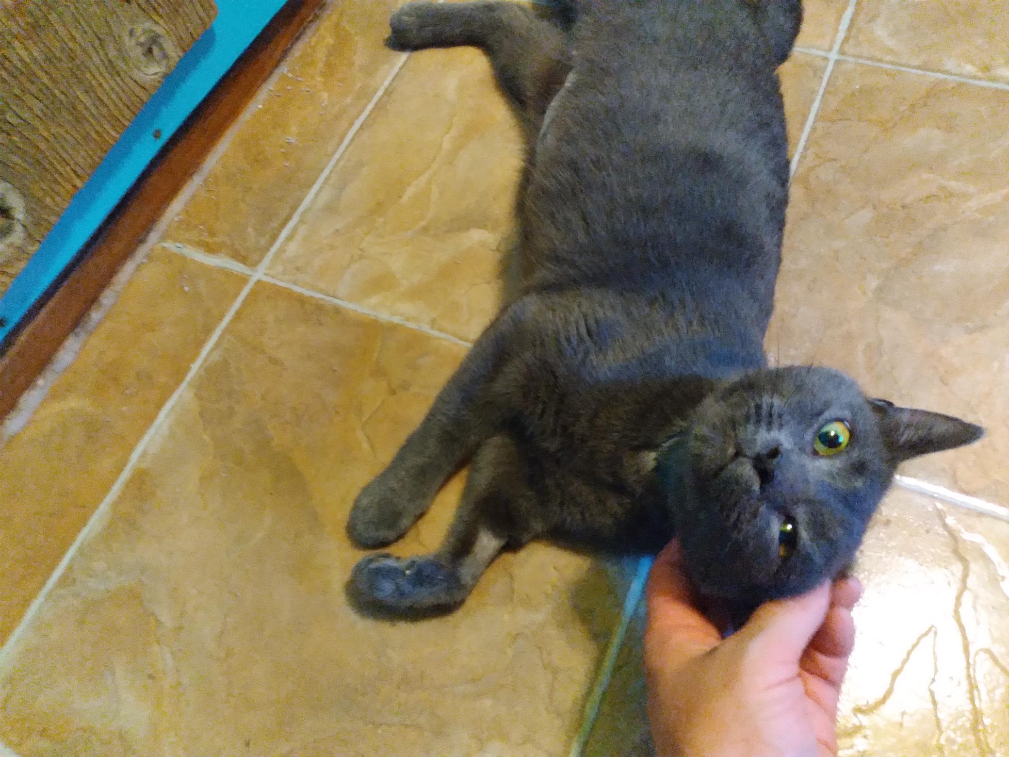 Grace, Adoptable, Adult Female Domestic Short Hair.