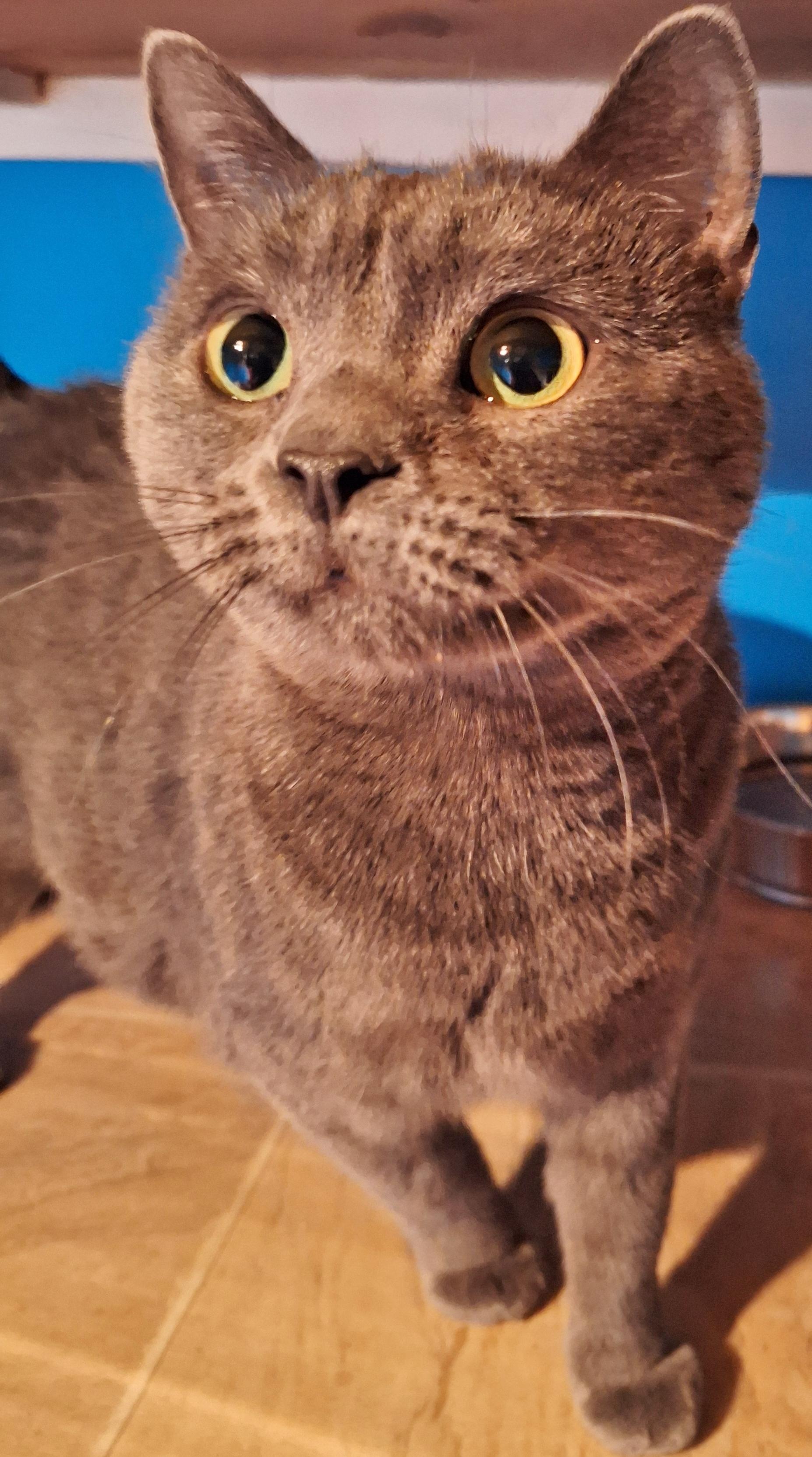 Enlarge Grace, a Adoptable Domestic Short Hair in Chertsey, QC image 4/4