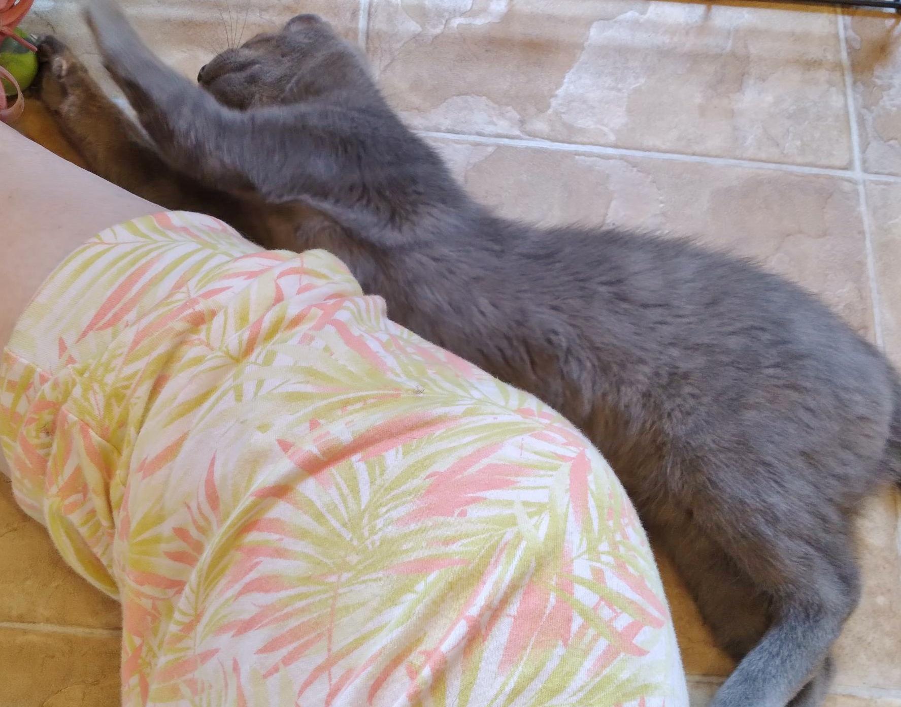 Enlarge Grace, a Adoptable Domestic Short Hair in Chertsey, QC image 3/4