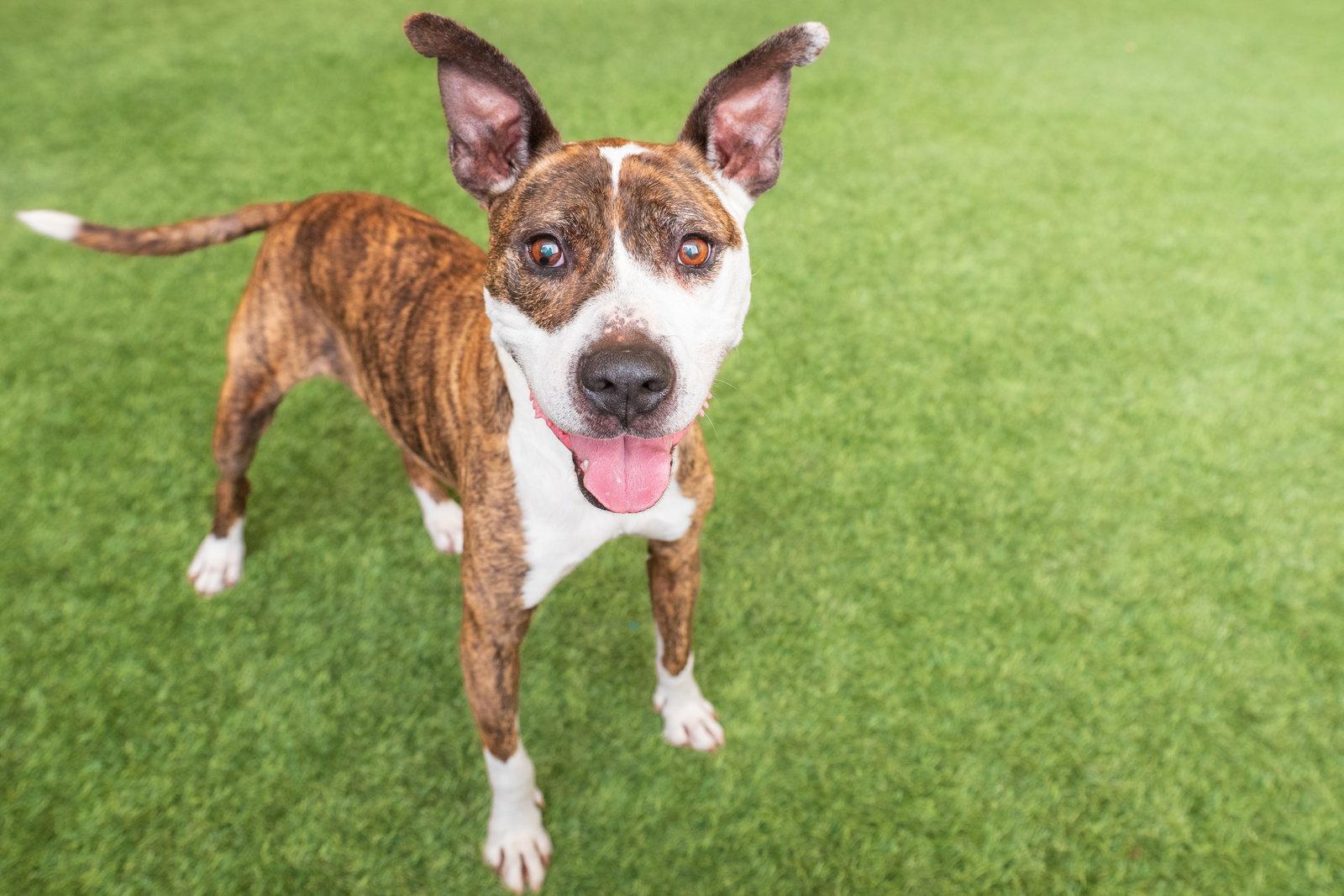 Enlarge Ziggy the Senior!, a Adoptable Pit Bull Terrier in Burlingame, CA image 1/3