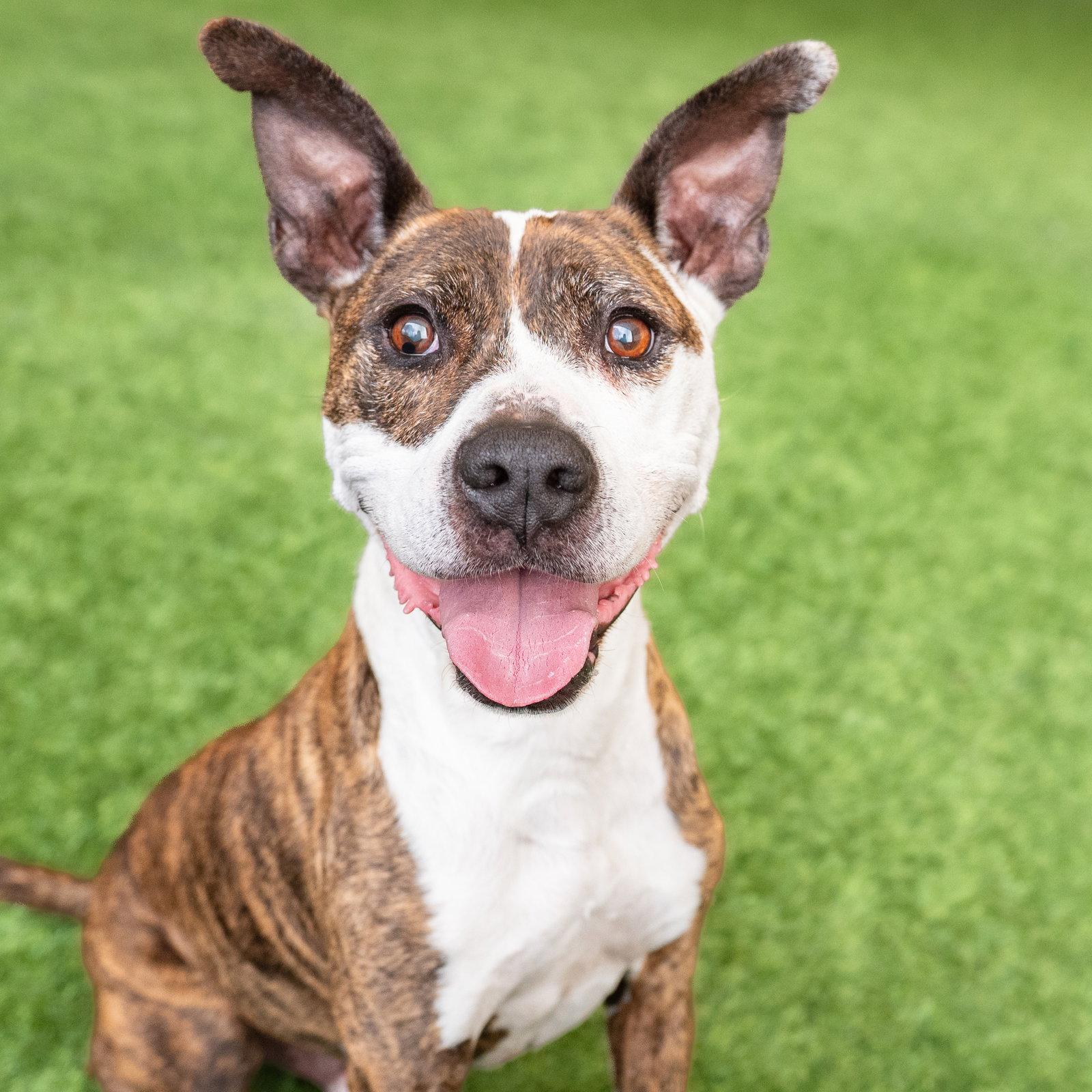 Enlarge Ziggy the Senior!, a Adoptable Pit Bull Terrier in Burlingame, CA image 2/3