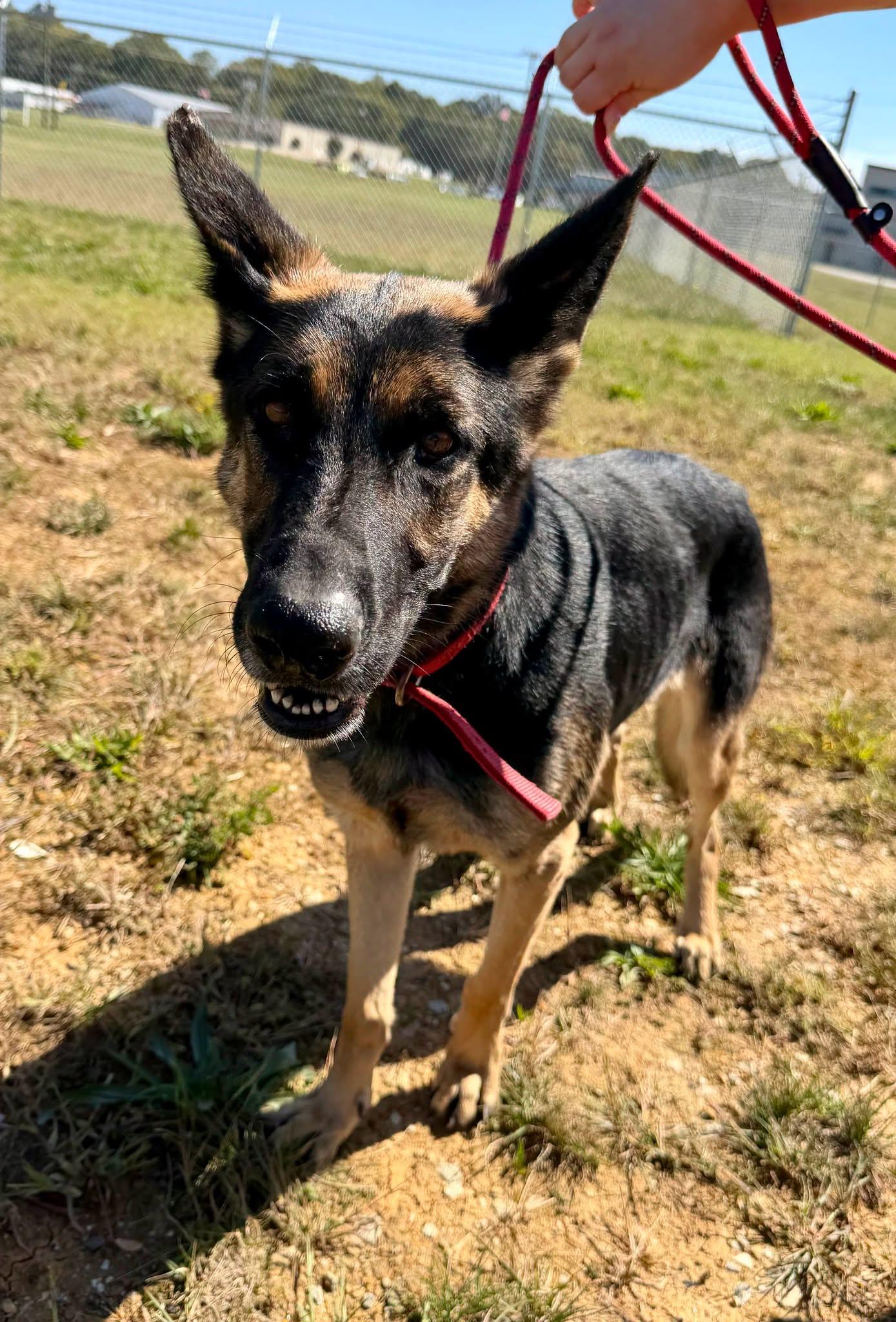 Enlarge Freda, a Adopted German Shepherd Dog in Salisbury, NC image 1/1