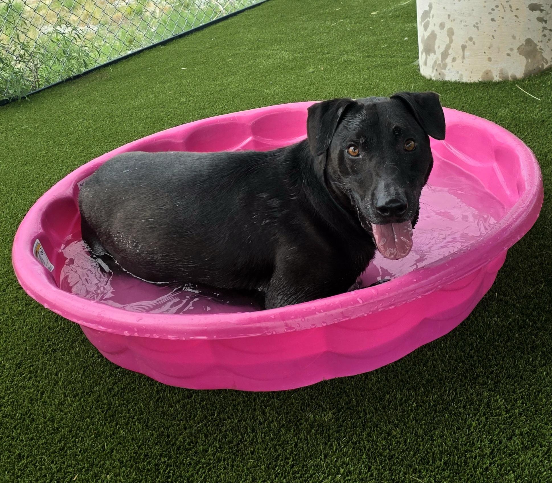 Waffle, Young Male Black Labrador Retriever