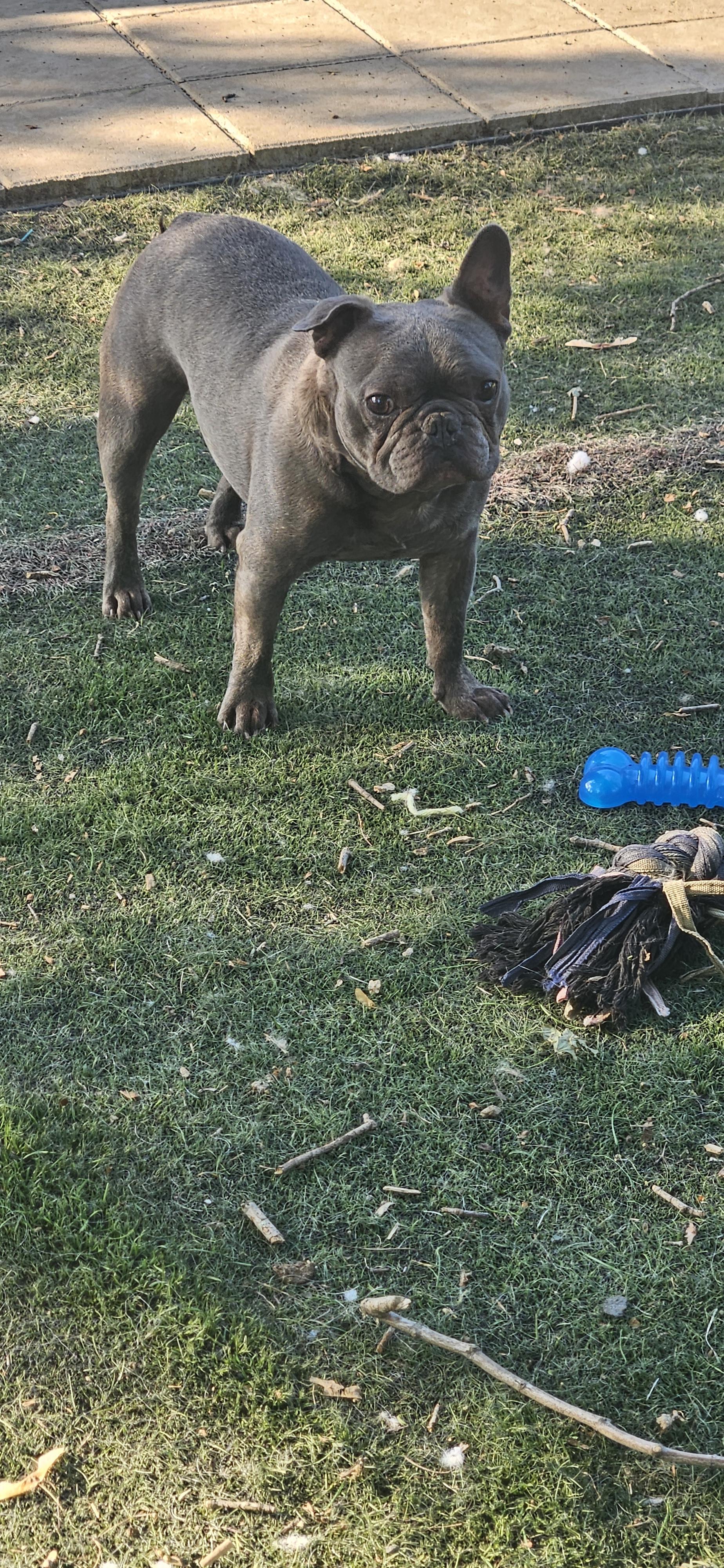 STITCH, an adopted mixed breed in Berlin, NJ image 4/6