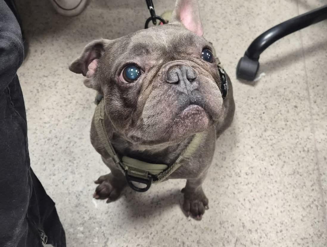 STITCH, adopted, Young Male French Bulldog.