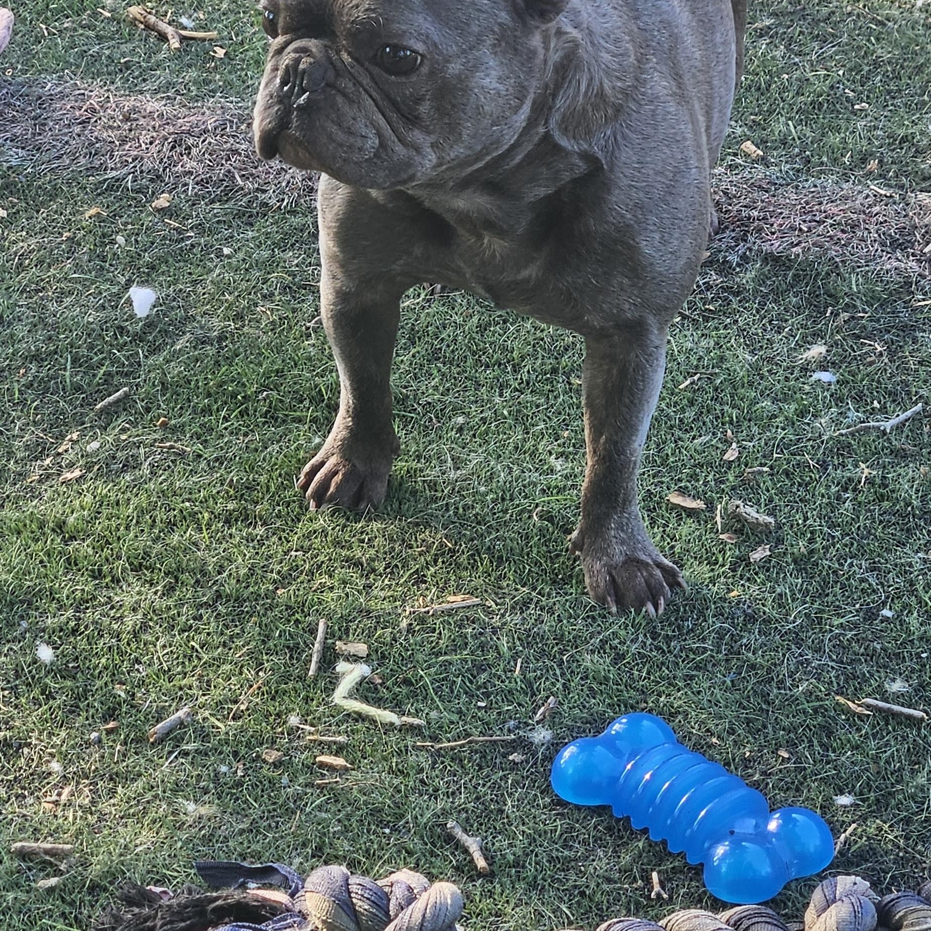 STITCH, an adopted mixed breed in Berlin, NJ image 2/6