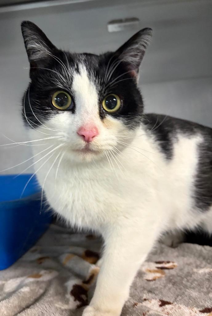 Oink, Adoptable, Young Male Domestic Short Hair.
