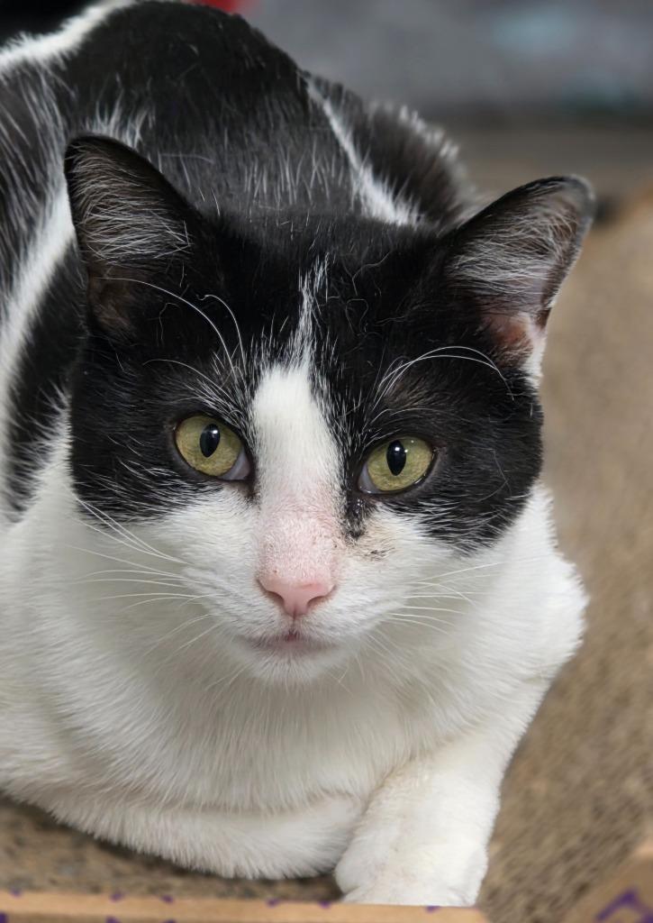 Enlarge Oink, a Adoptable mixed breed in Huntington, IN image 1/1