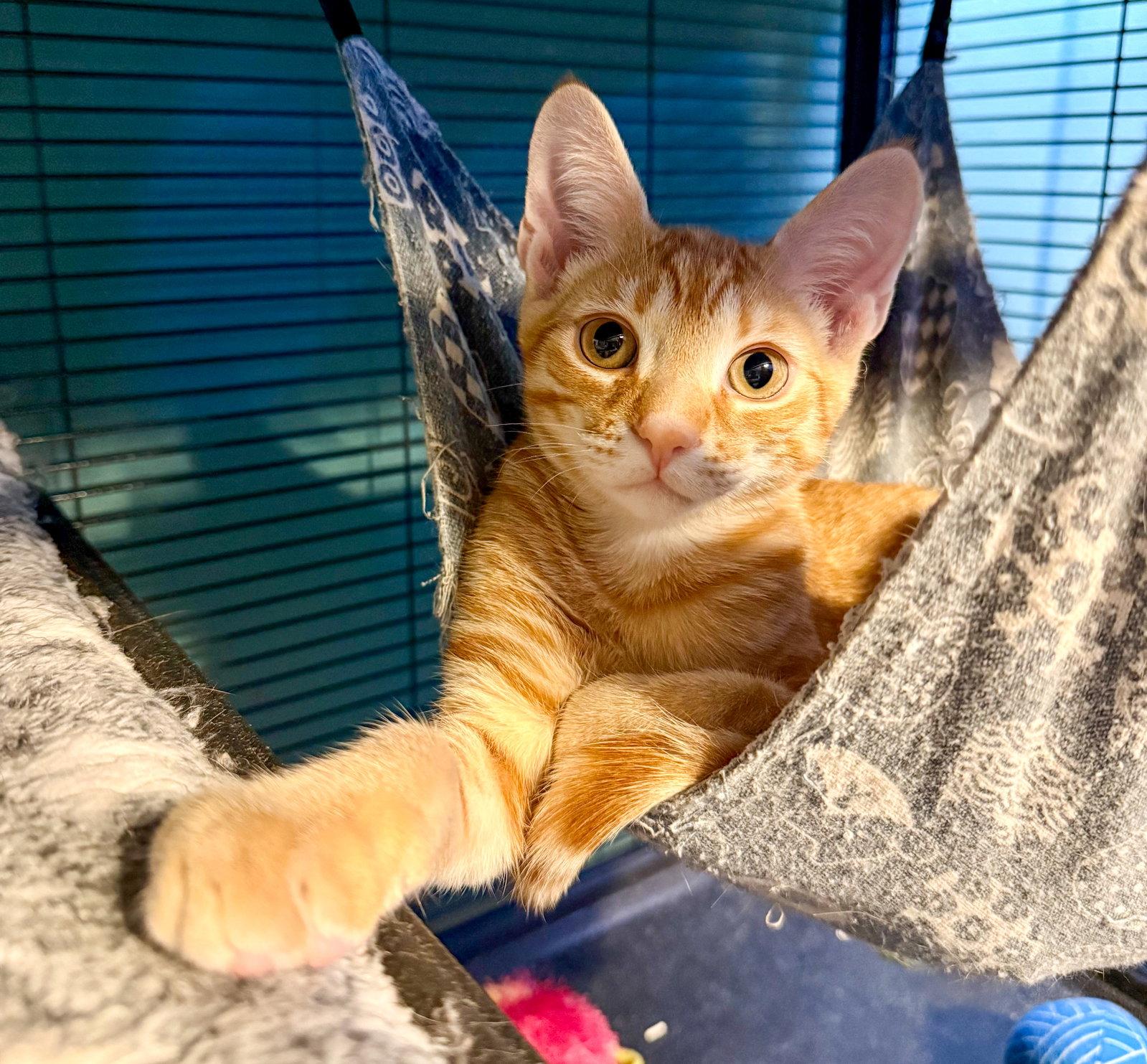 Luxio, Adoptable, Kitten Male Domestic Short Hair & Tabby.