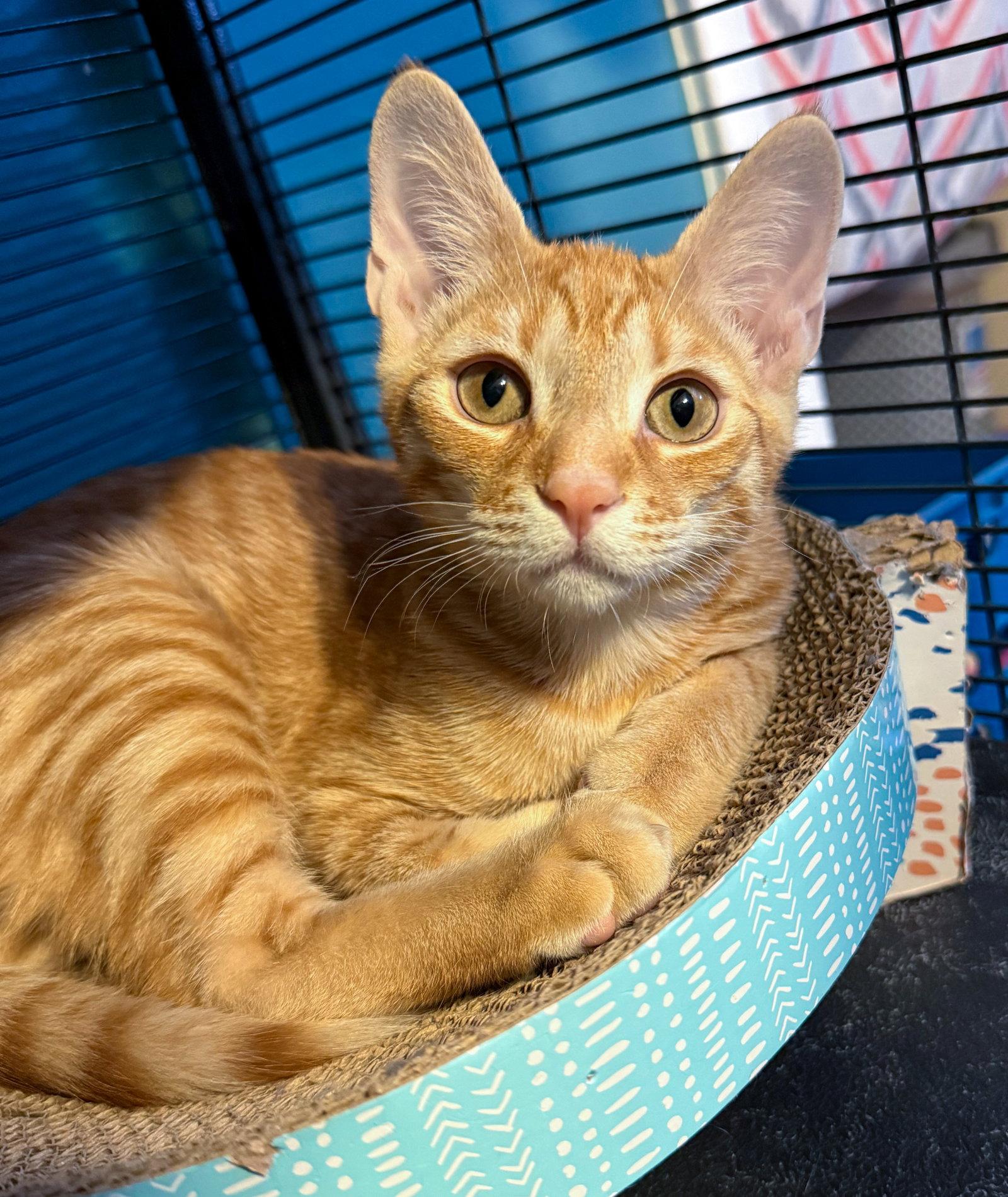 Luxio, a Adoptable mixed breed in Lighthouse Point, FL image 2/3