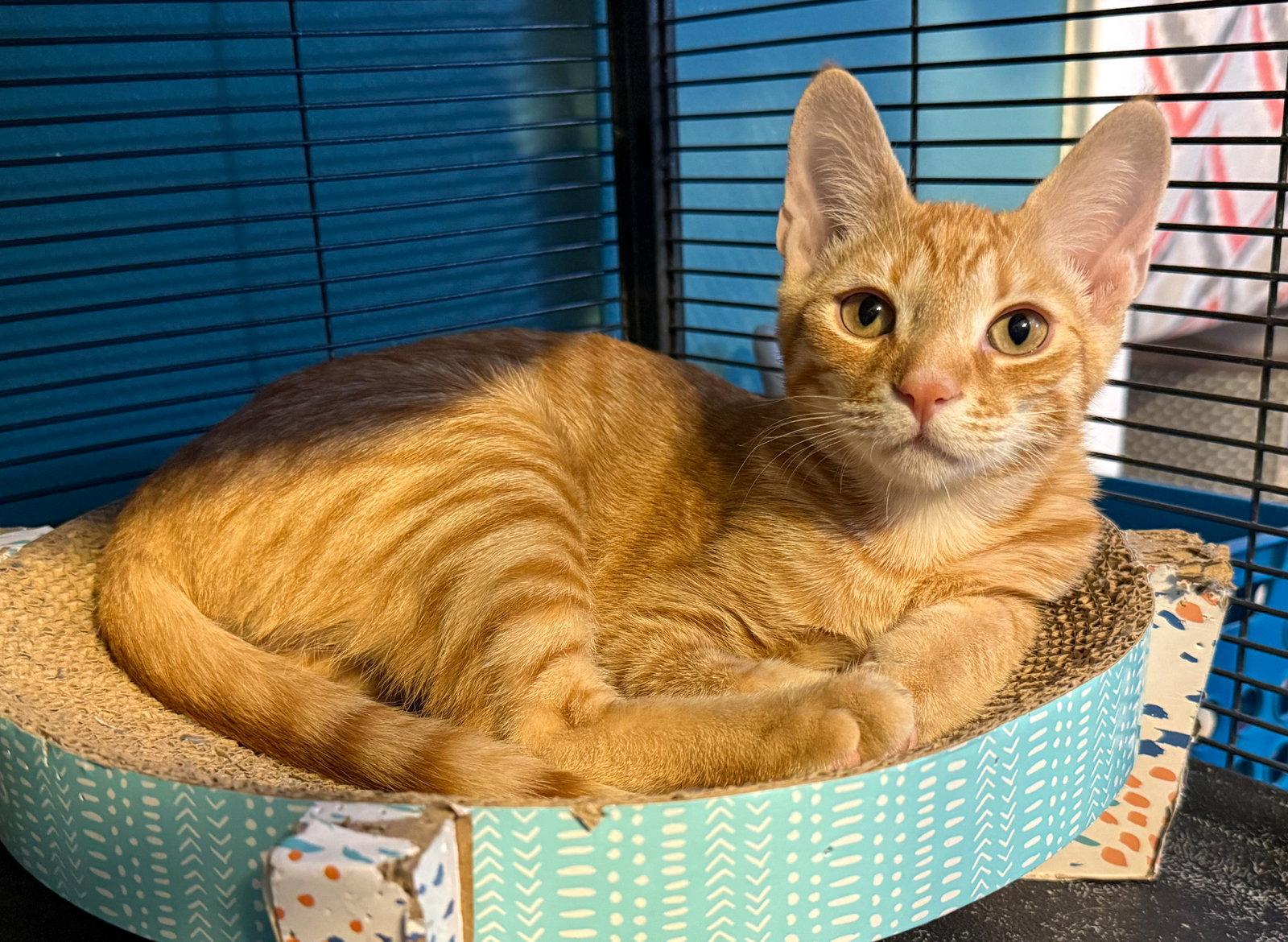 Luxio, a Adoptable mixed breed in Lighthouse Point, FL image 3/3