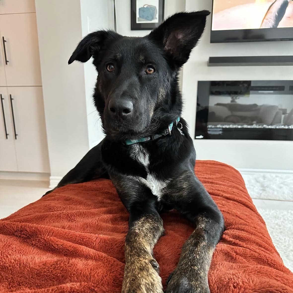 Enlarge Leia, a ADOPTABLE mixed breed in Ottawa, ON image 1/6