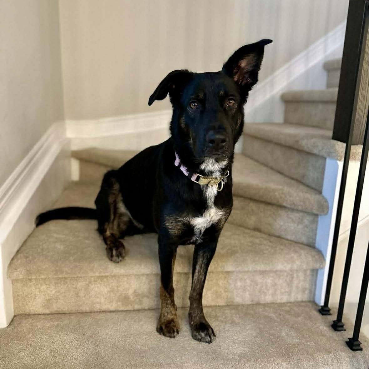 Enlarge Leia, a ADOPTABLE mixed breed in Ottawa, ON image 5/6