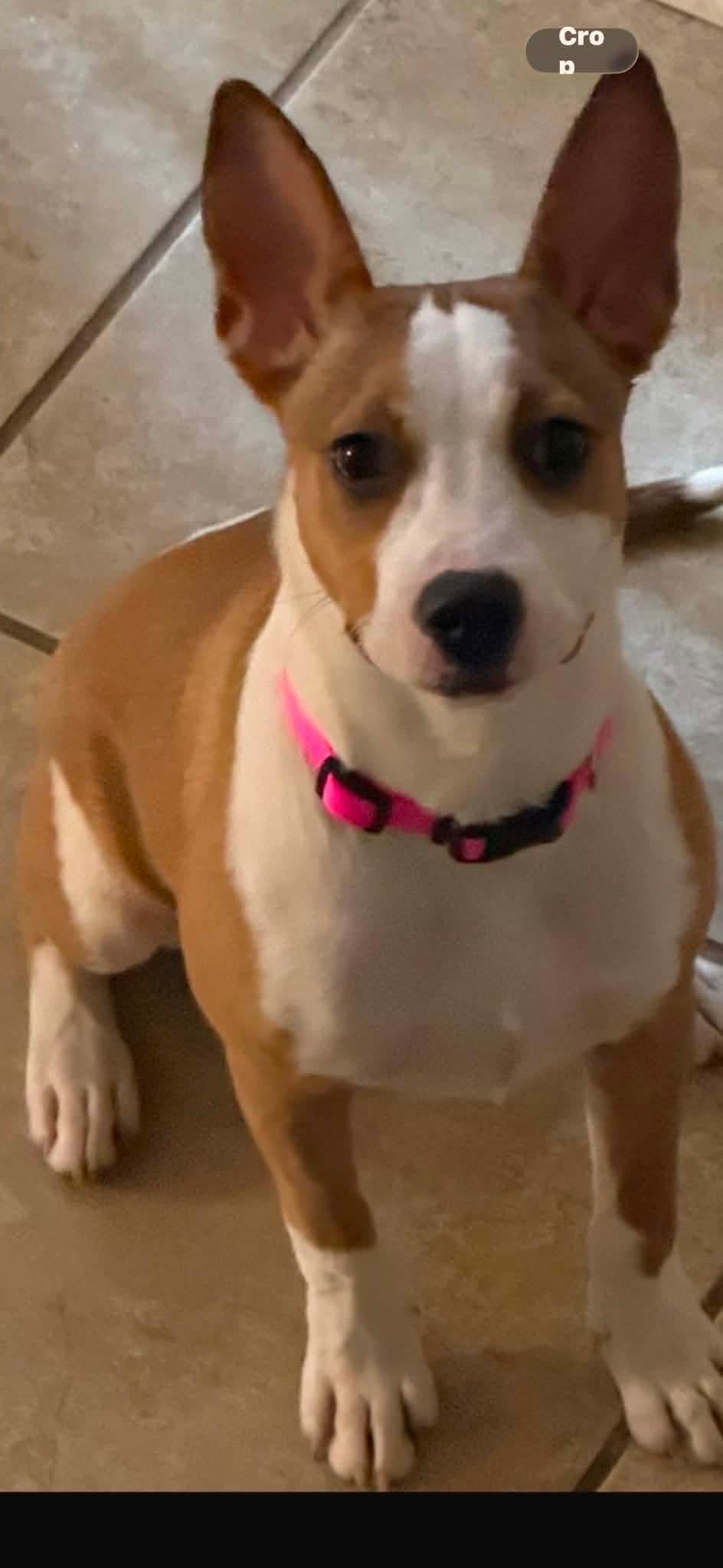 Enlarge Lola, a Adoptable mixed breed in Paramus, NJ image 5/6