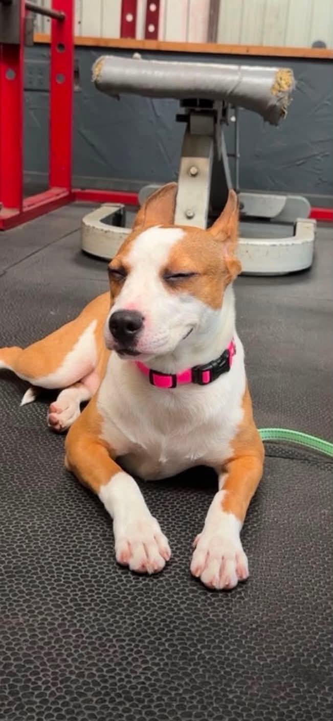 Enlarge Lola, a Adoptable mixed breed in Paramus, NJ image 3/6