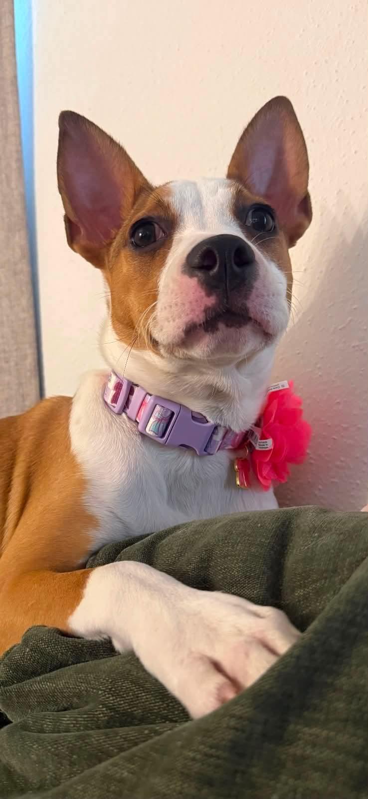 Enlarge Lola, a Adoptable mixed breed in Paramus, NJ image 4/6