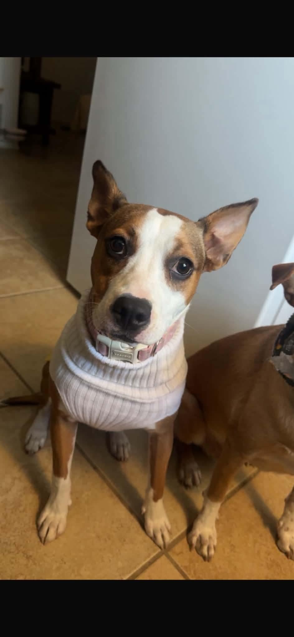 Enlarge Lola, a Adoptable mixed breed in Paramus, NJ image 2/6