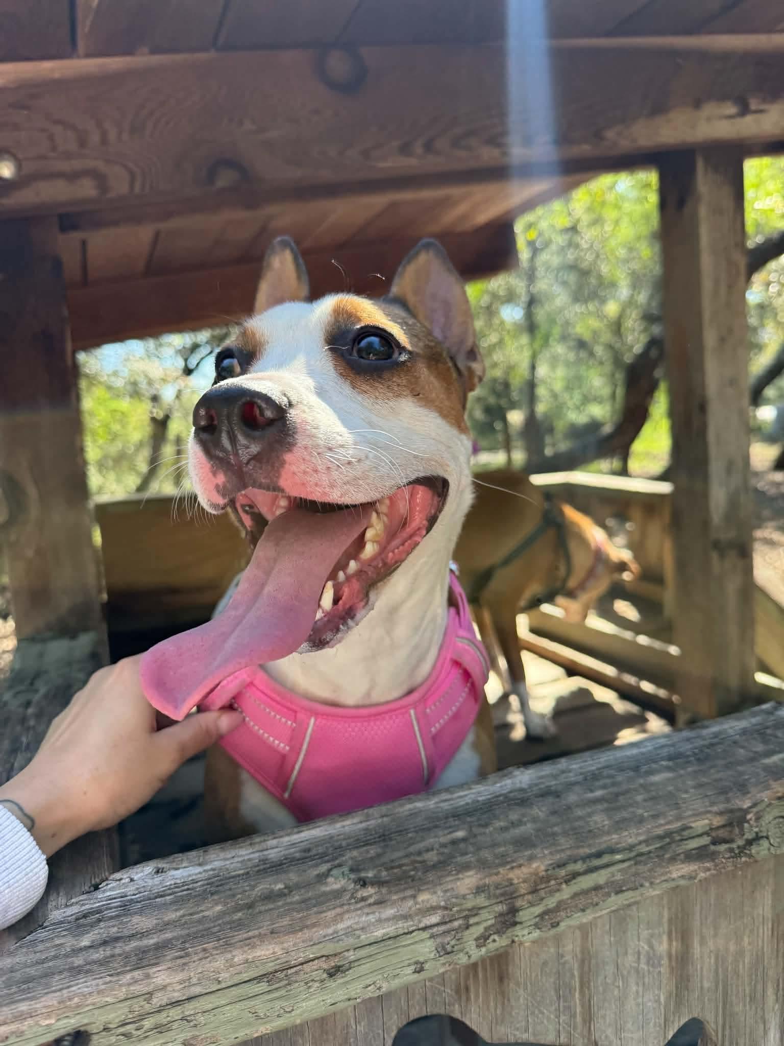 Lola, Adoptable, Young Female Terrier.