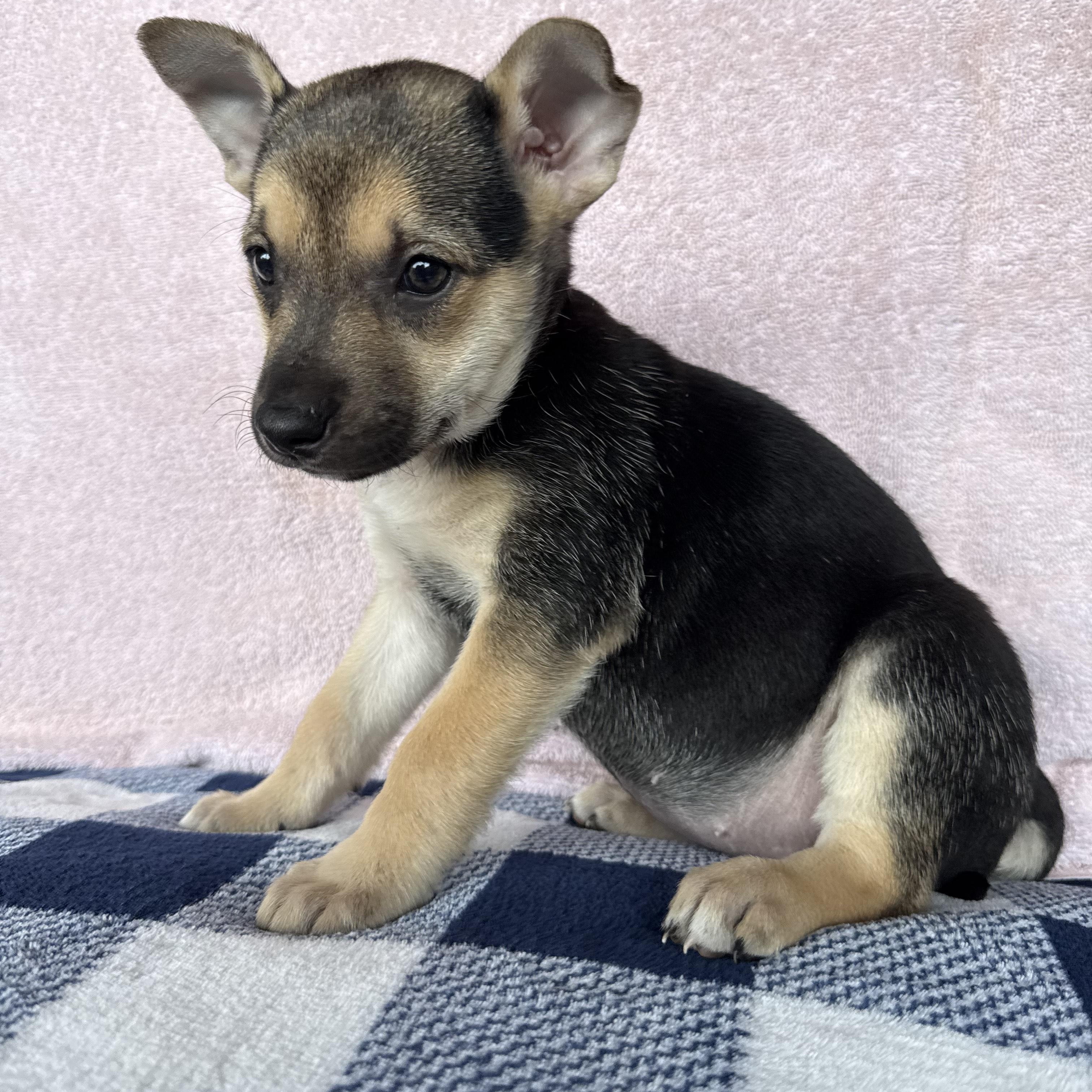 Enlarge Ember, a Adoptable mixed breed in New Braunfels, TX image 5/6