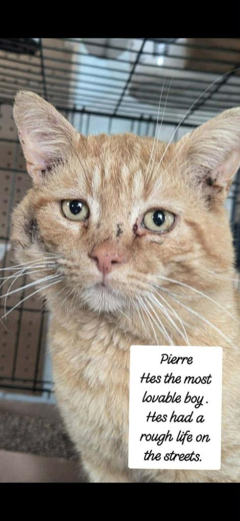Enlarge Pierre, a Adoptable mixed breed in Olney, IL image 1/1