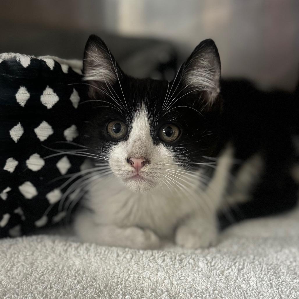 Jameson, Adoptable, Kitten Male Domestic Long Hair.