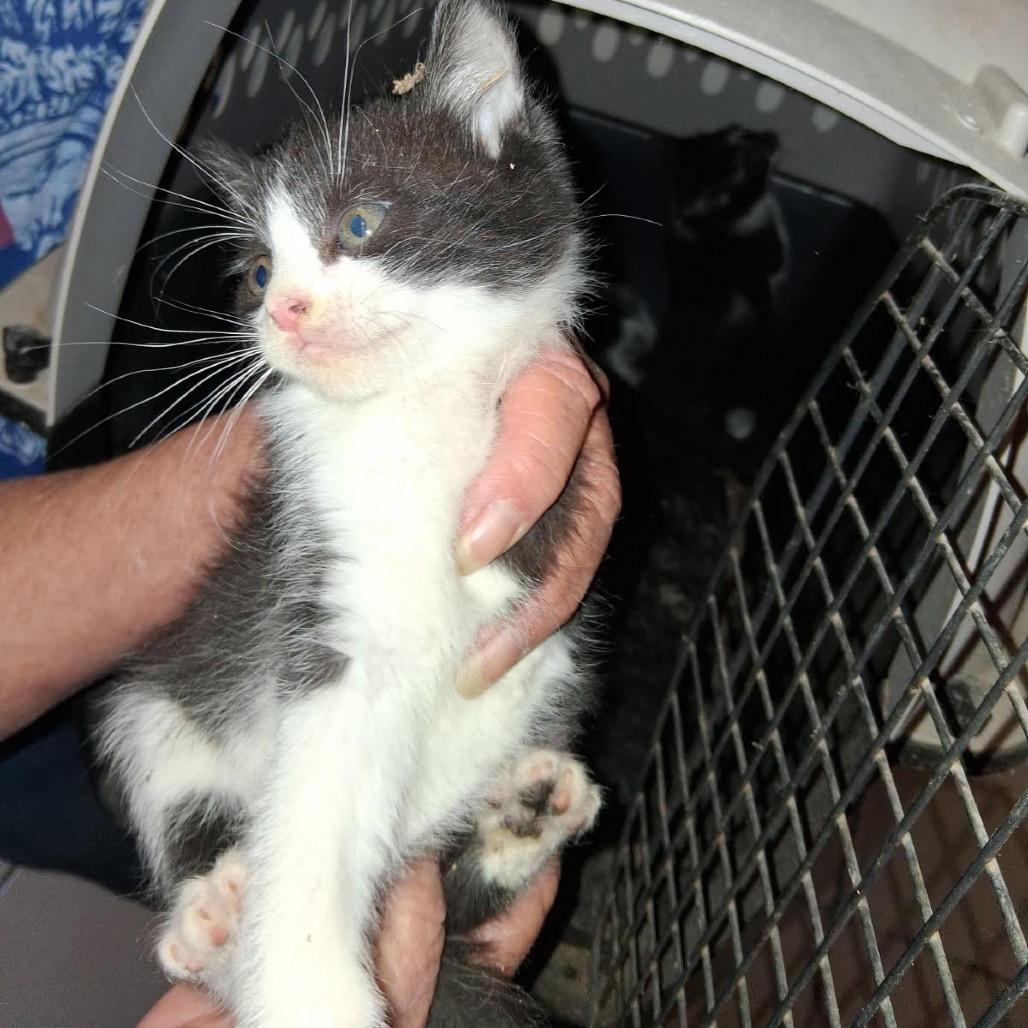 Jameson, a Adoptable Domestic Long Hair in Starkville, MS image 2/2