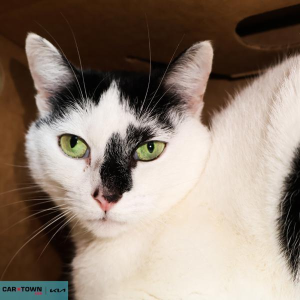 Enlarge Sierra Nevada, a Adoptable mixed breed in Lexington, KY image 1/1