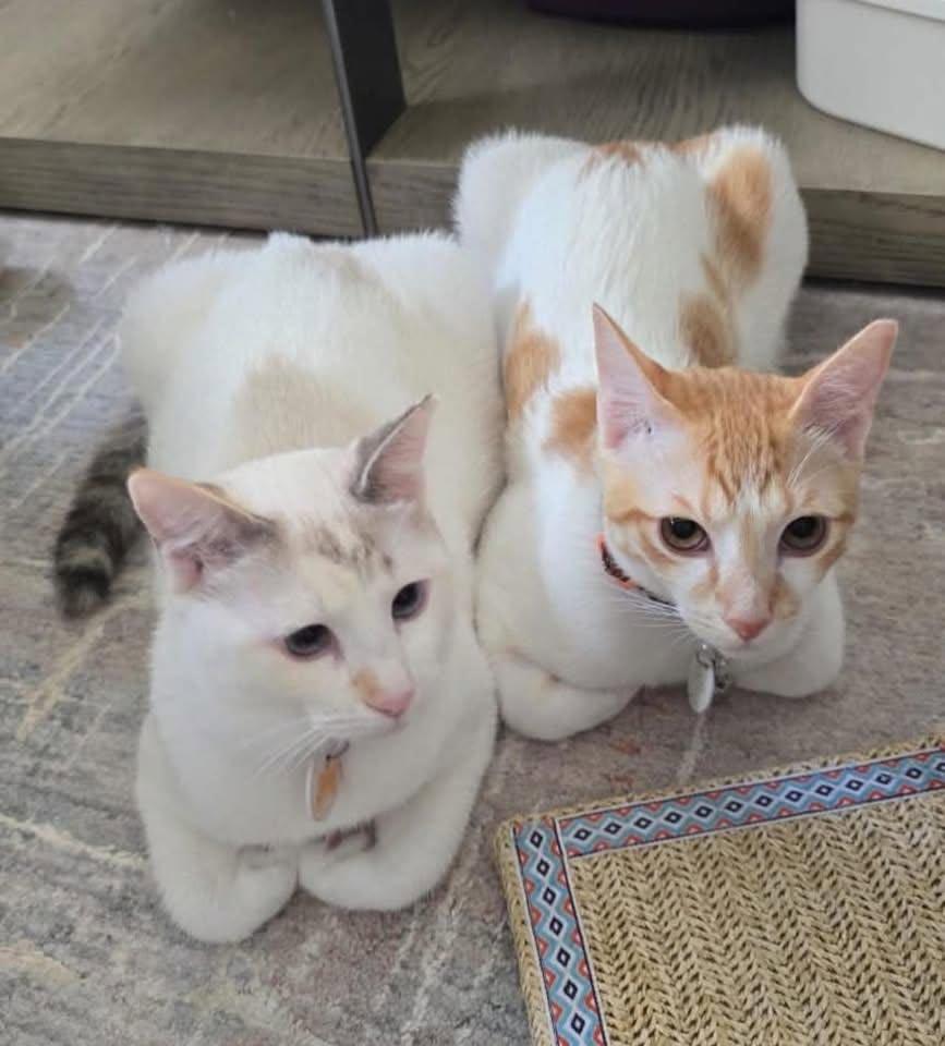 Enlarge Oki & Yuki (siblings would like to stay together), a Adoptable mixed breed in HANSON, MA image 1/1
