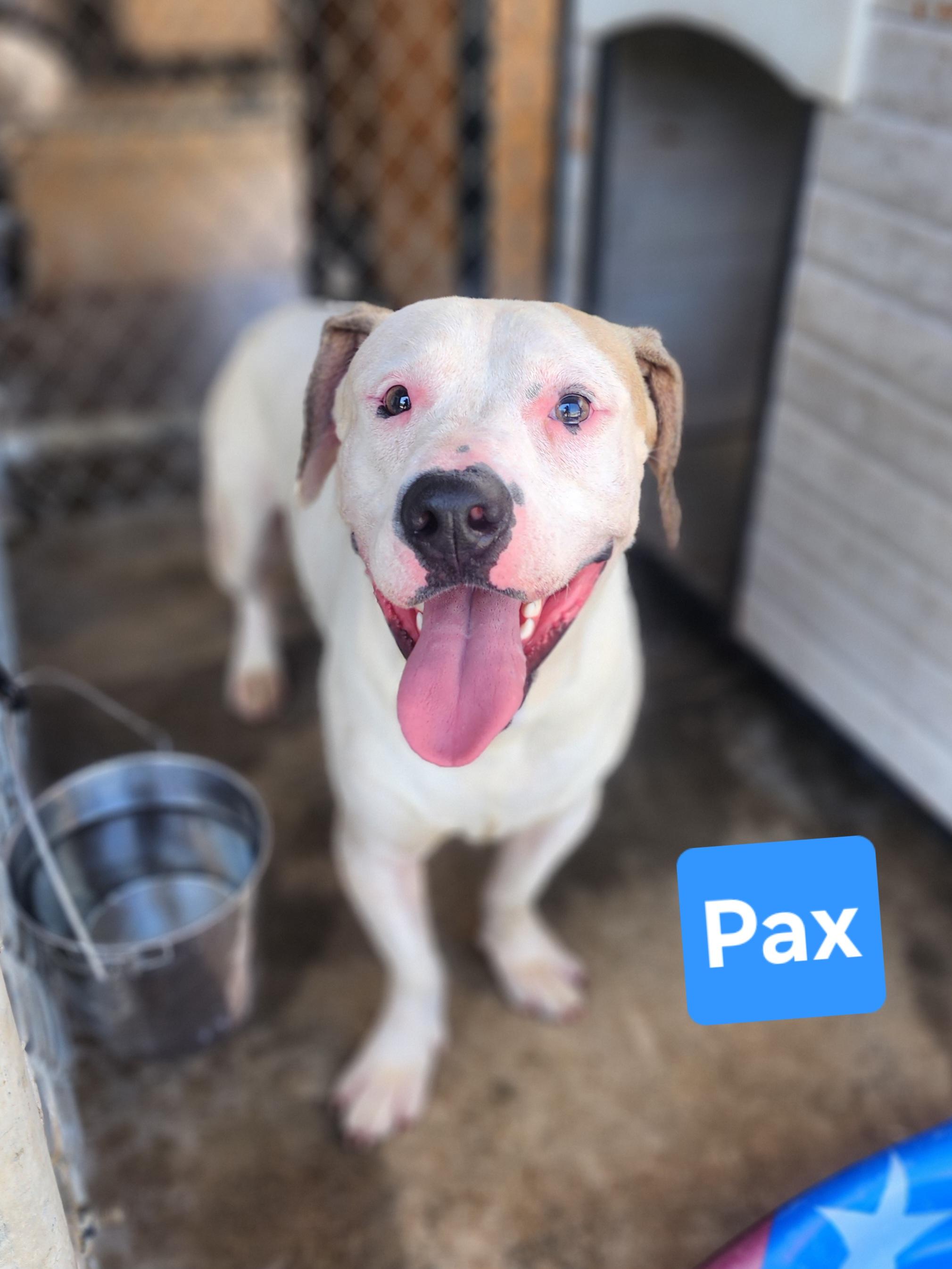 Enlarge Pax, a Adoptable mixed breed in Clinton, MO image 2/2
