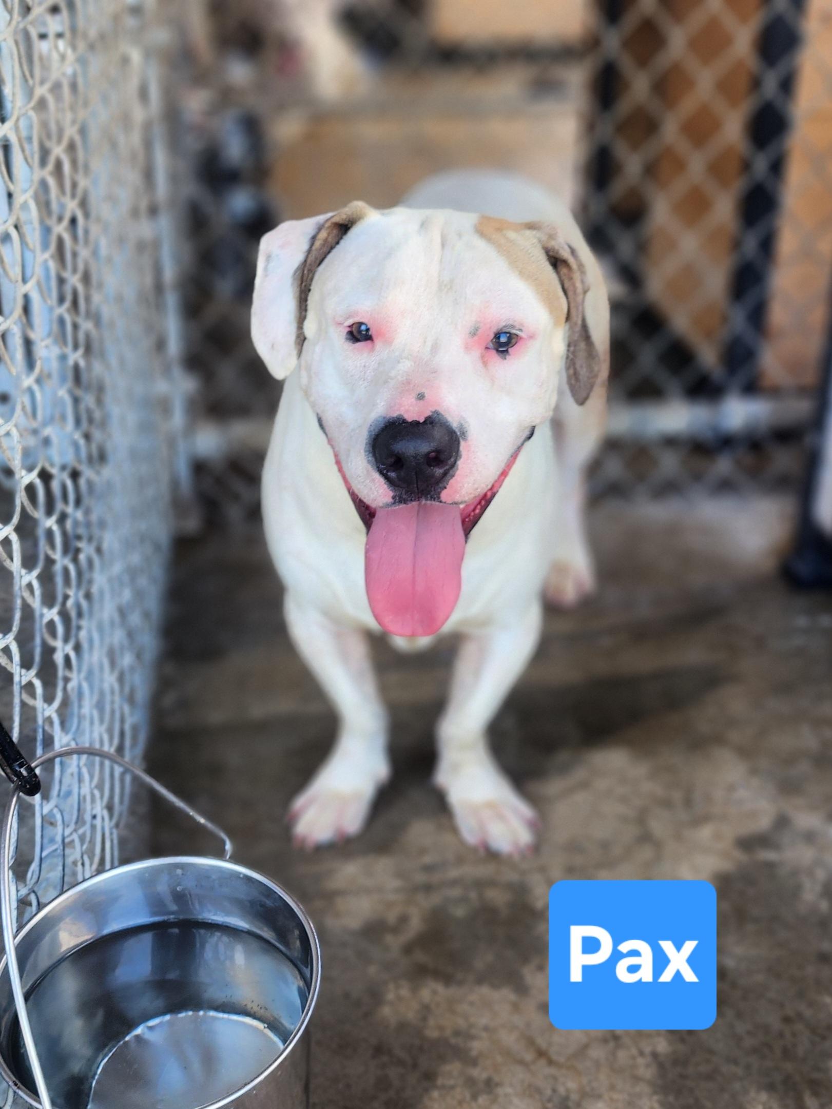 Pax, Adoptable, Young Male Basset Hound.