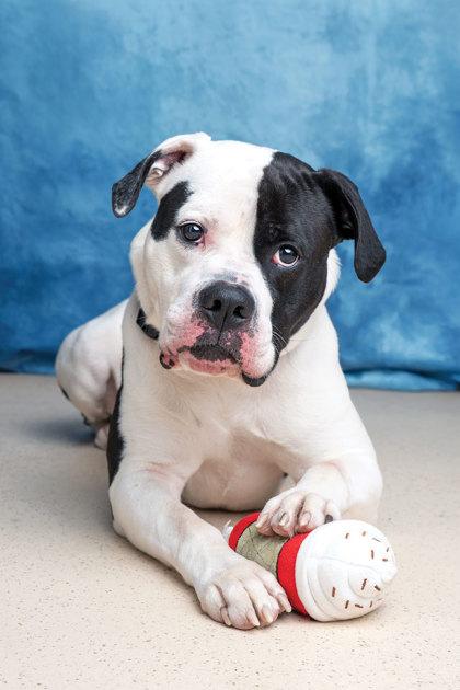 Enlarge Cow, a ADOPTABLE mixed breed in Cobourg, ON image 2/2