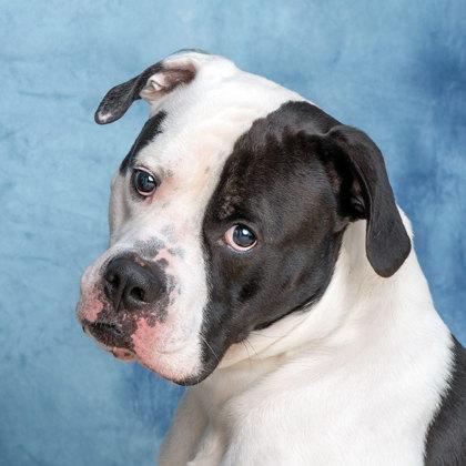 Cow, ADOPTABLE, Adult Male American Bulldog.