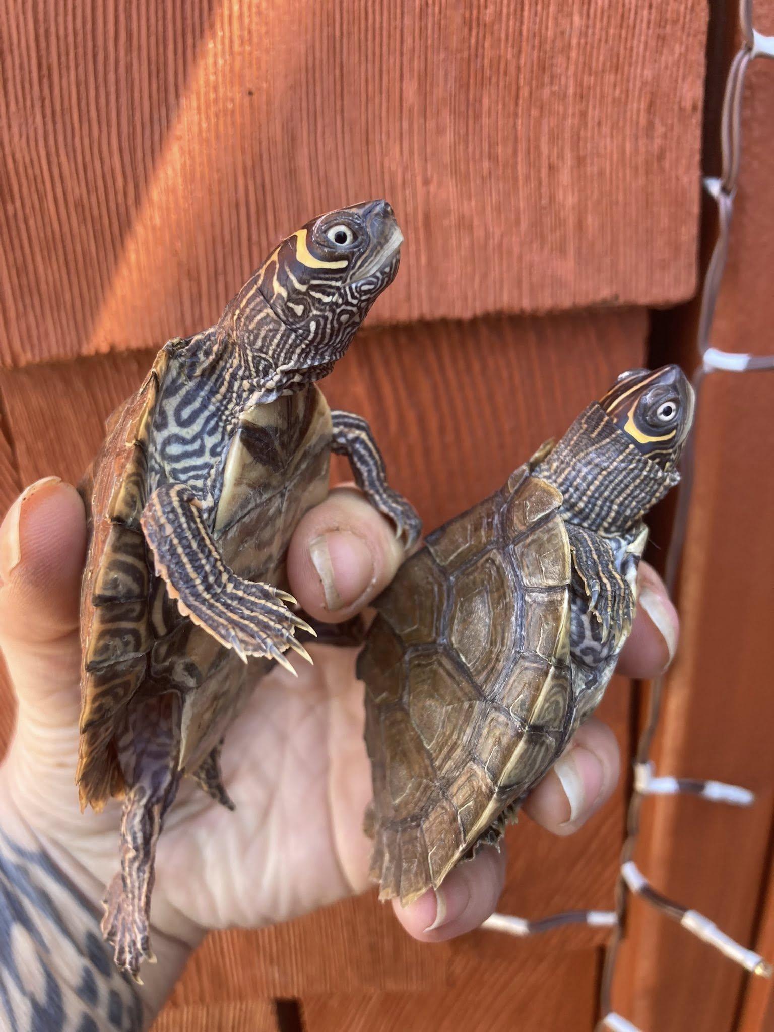 2 turtles, adopted, Young Unknown Mississippi Map Turtle.