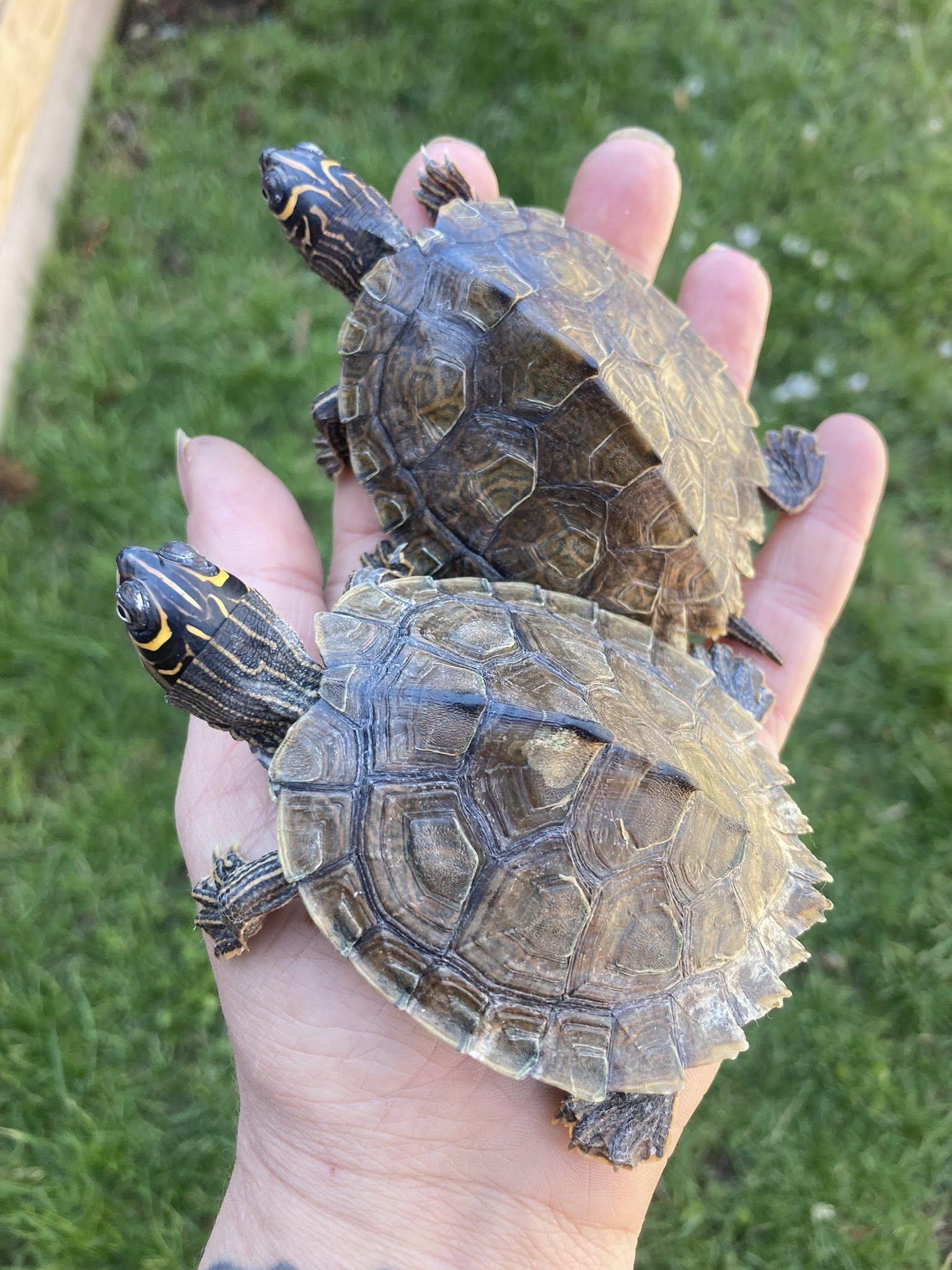 Enlarge 2 turtles, an adopted Mississippi Map Turtle in Palmerton, PA image 3/3