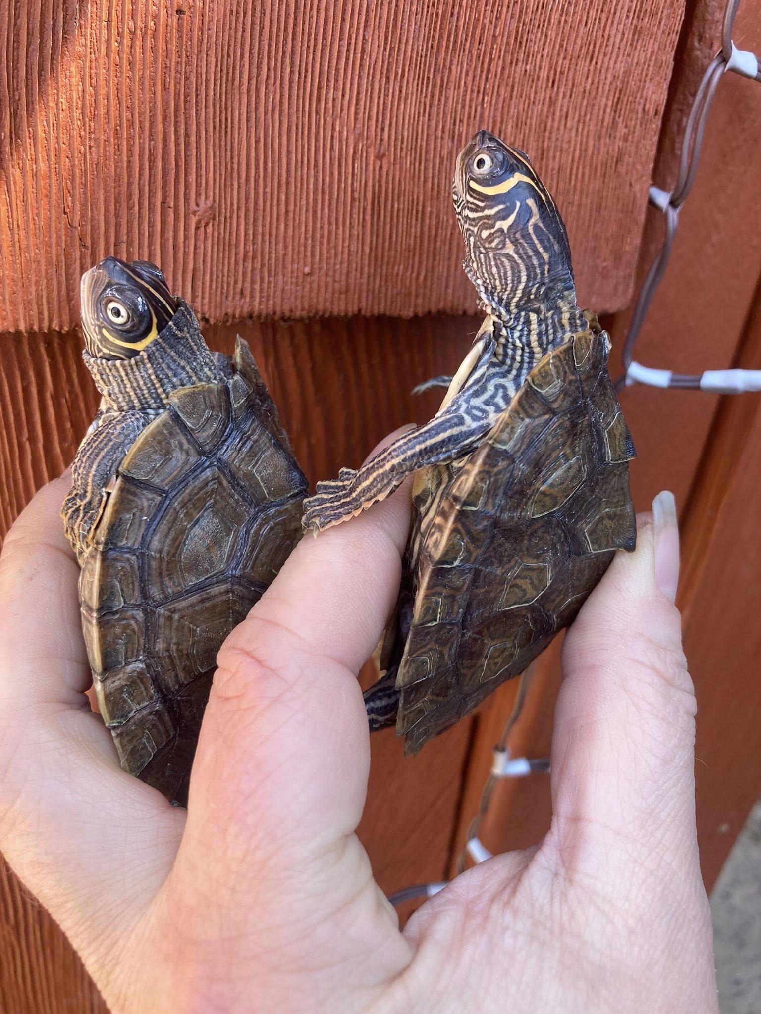 Enlarge 2 turtles, an adopted Mississippi Map Turtle in Palmerton, PA image 2/3