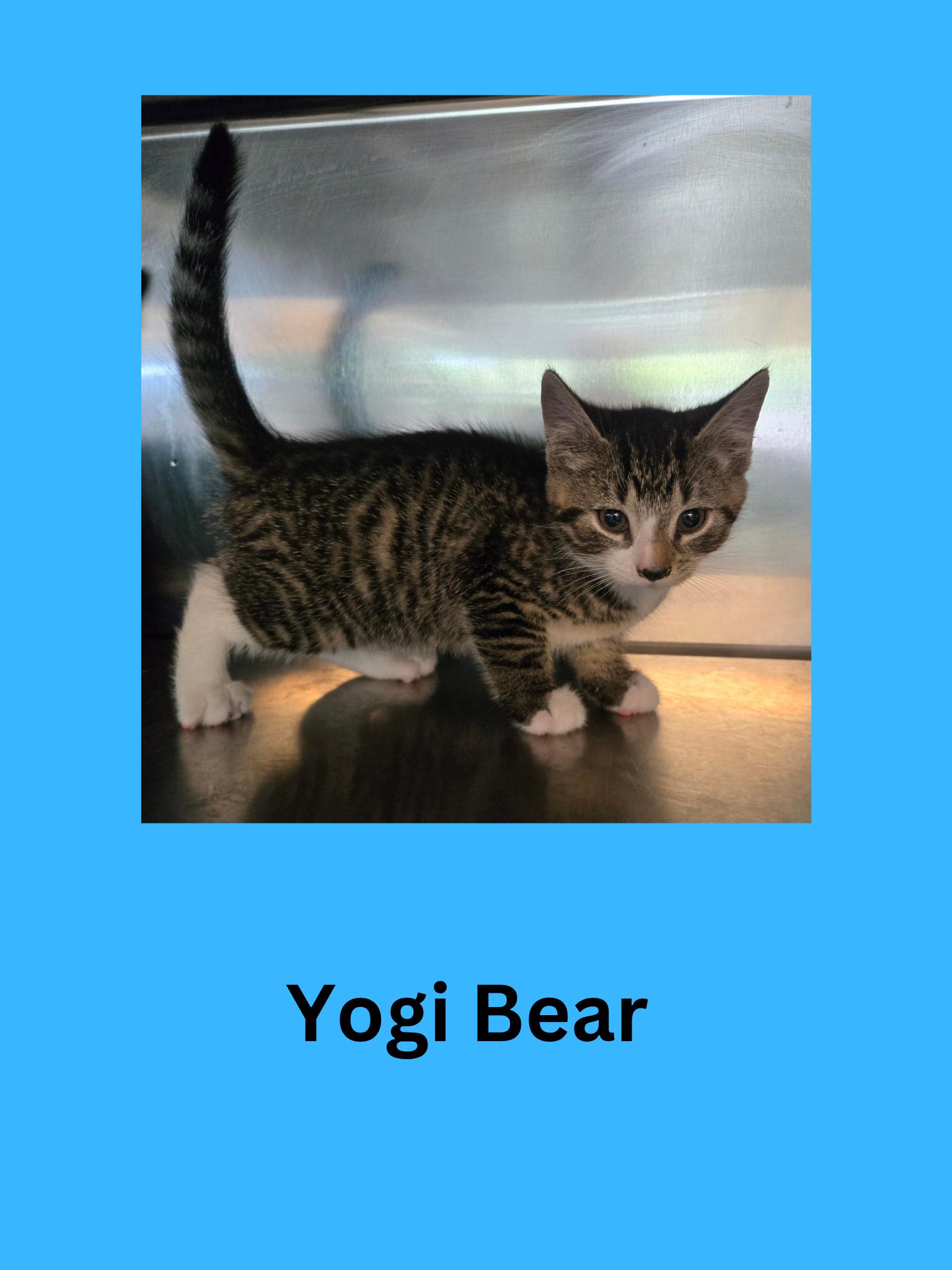 Enlarge Yogi Bear, an adopted Domestic Short Hair in Ravenna, OH image 1/1