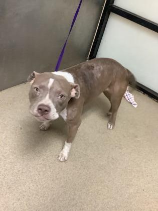 Cupcake, a Adoptable mixed breed in Fort Worth, TX image 1/2