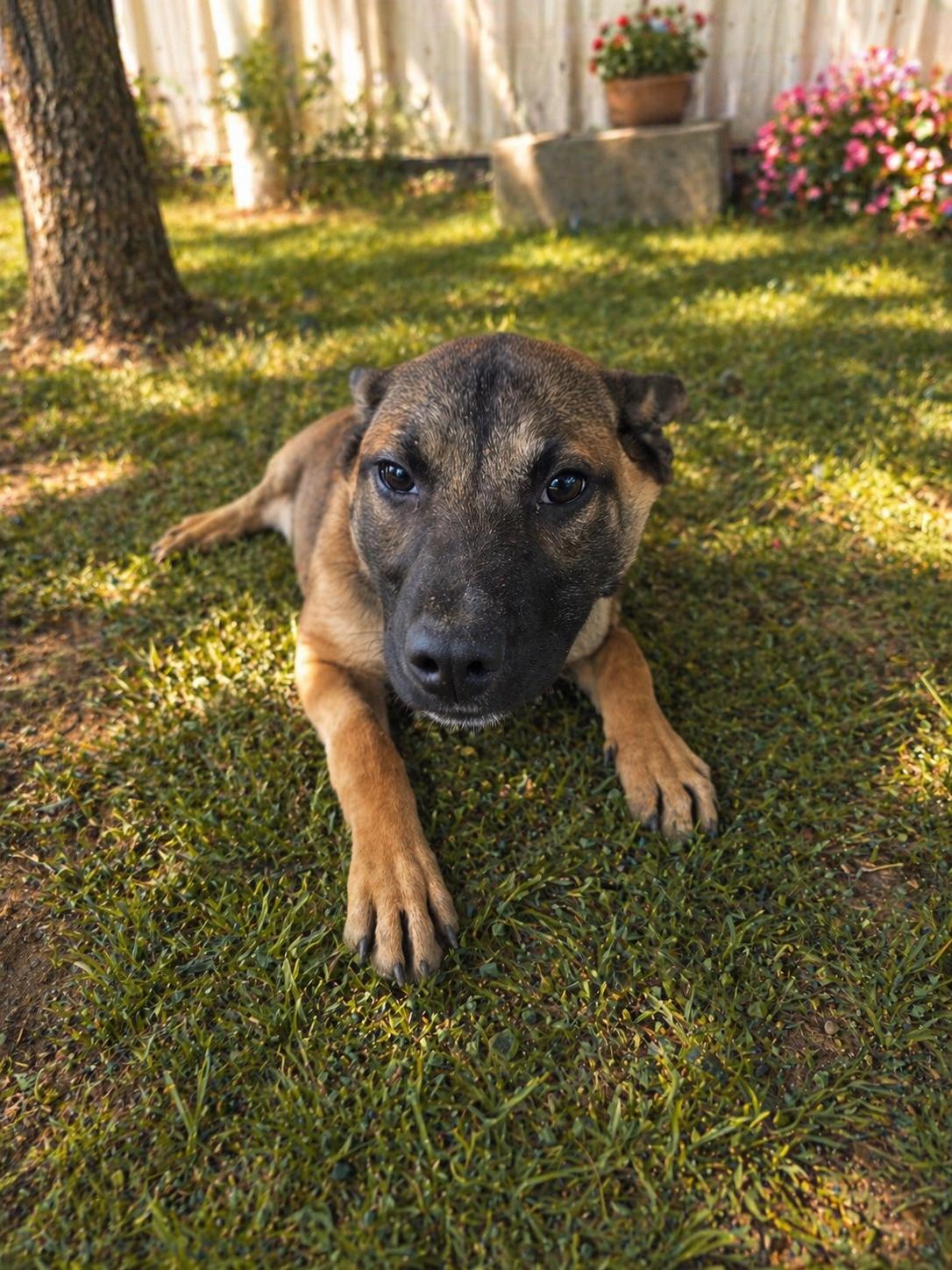 Enlarge Amber, a ADOPTABLE Mixed Breed in McCrory, AR image 1/1