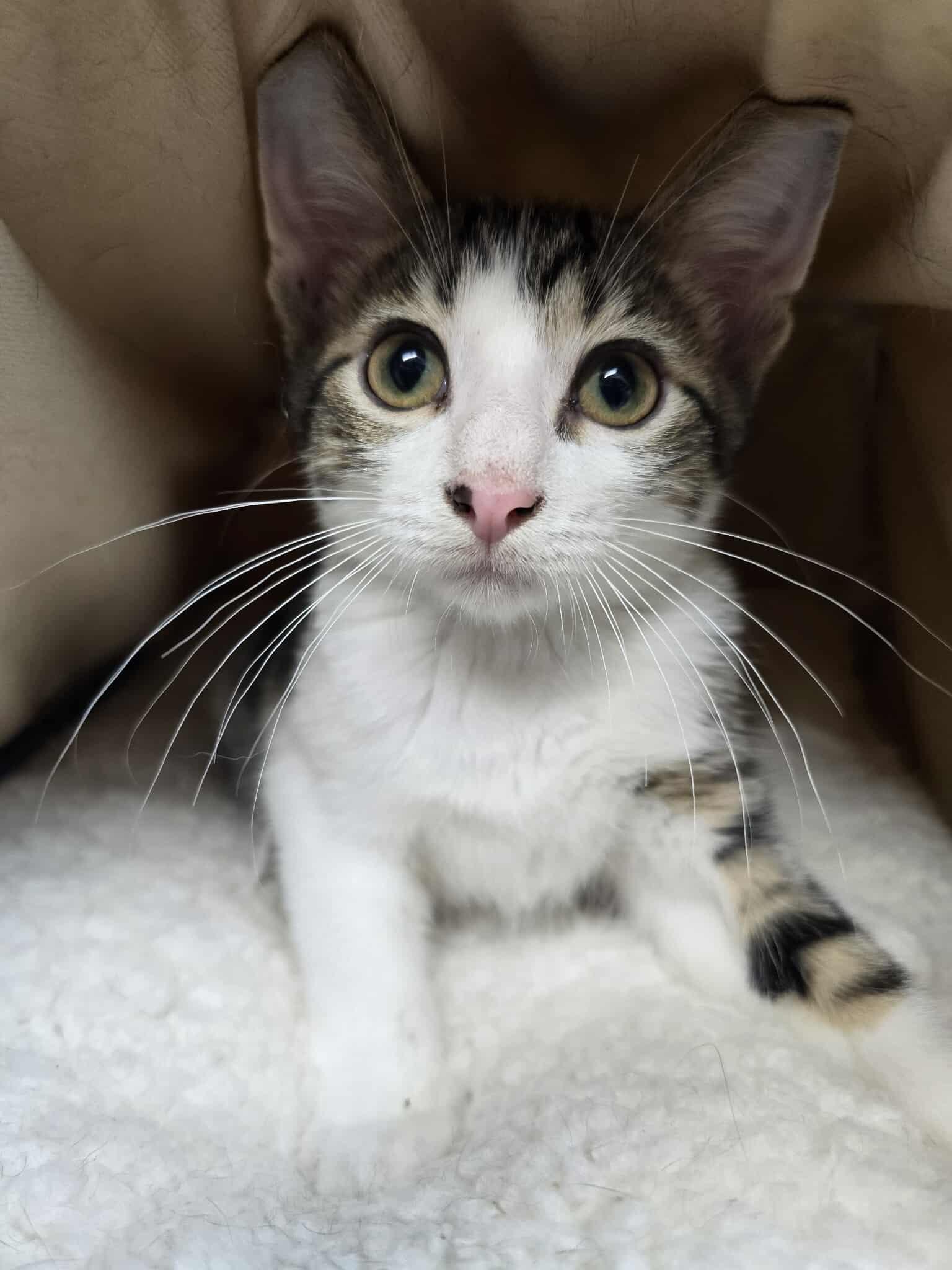 Big John, a Adoptable Domestic Short Hair in hinckley, IL image 1/2